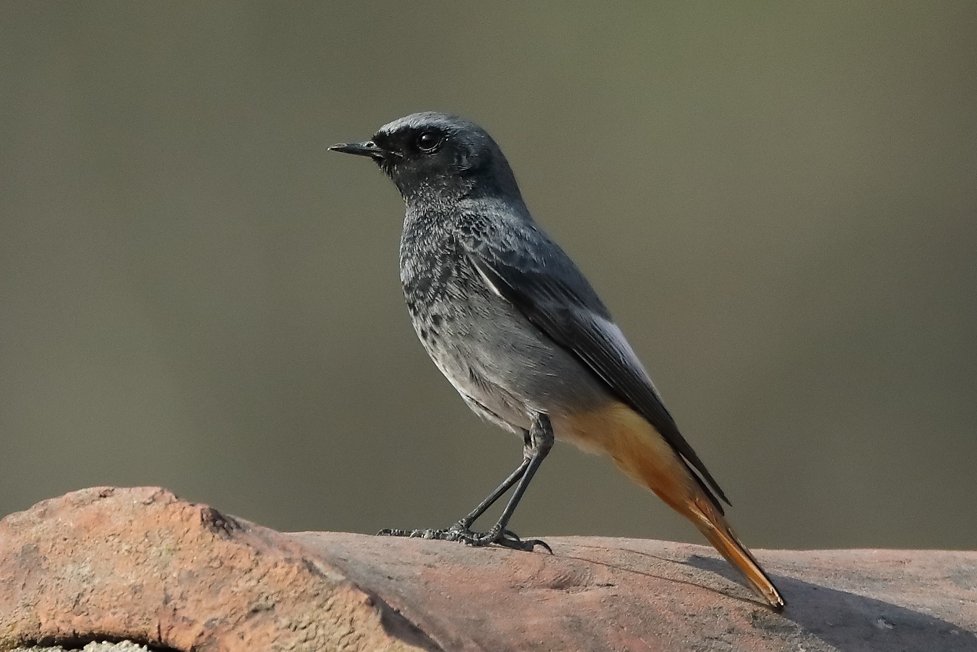 redstart 27-03-2022