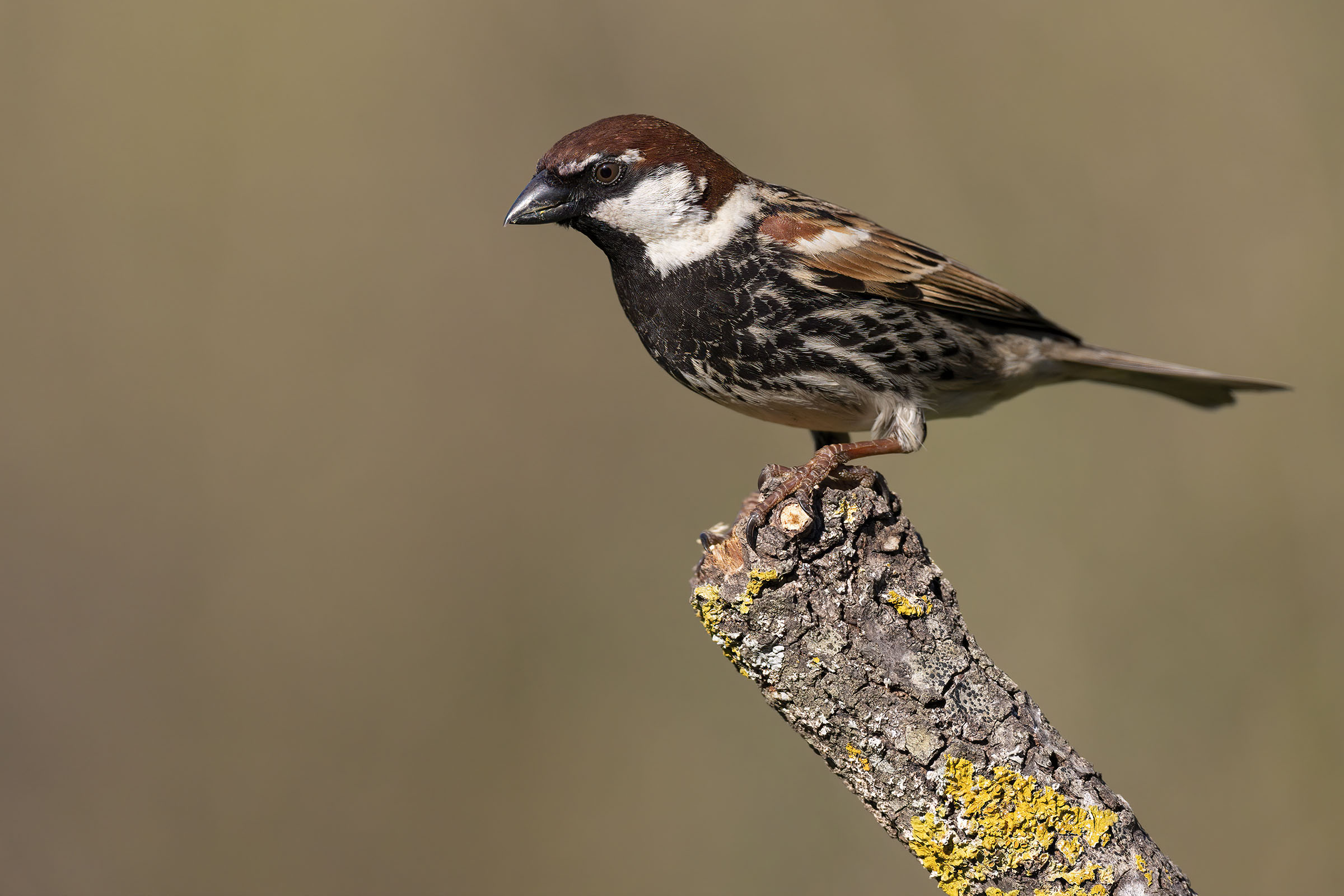Passera Sarda (Passer hispaniolensis)