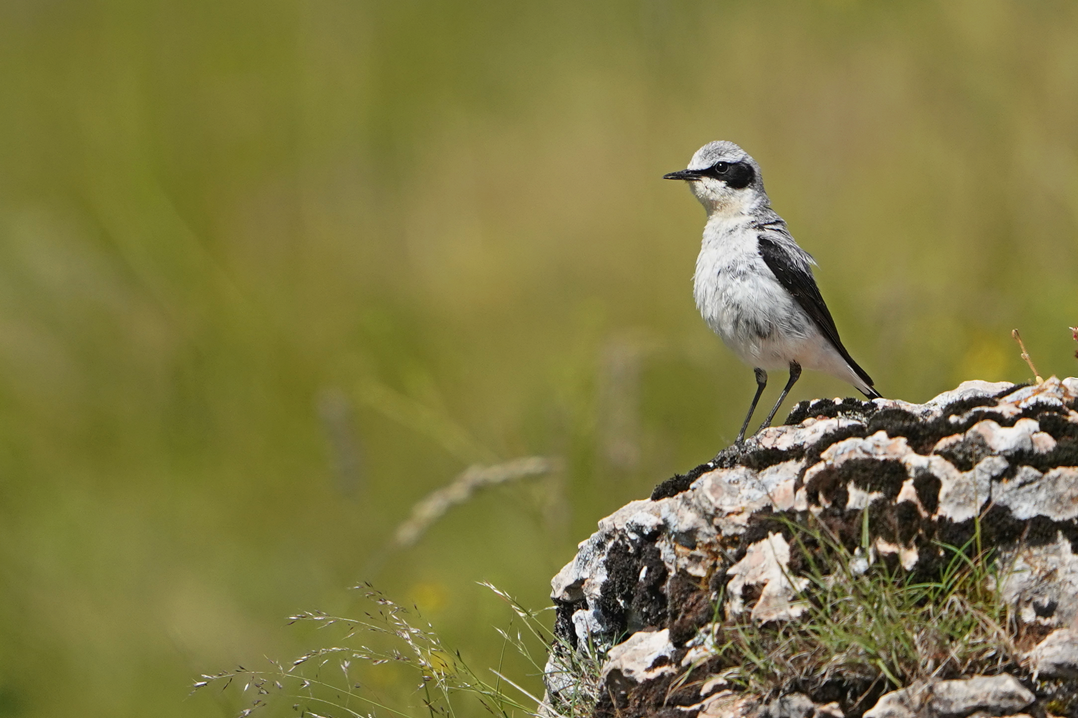 Northern wheatear