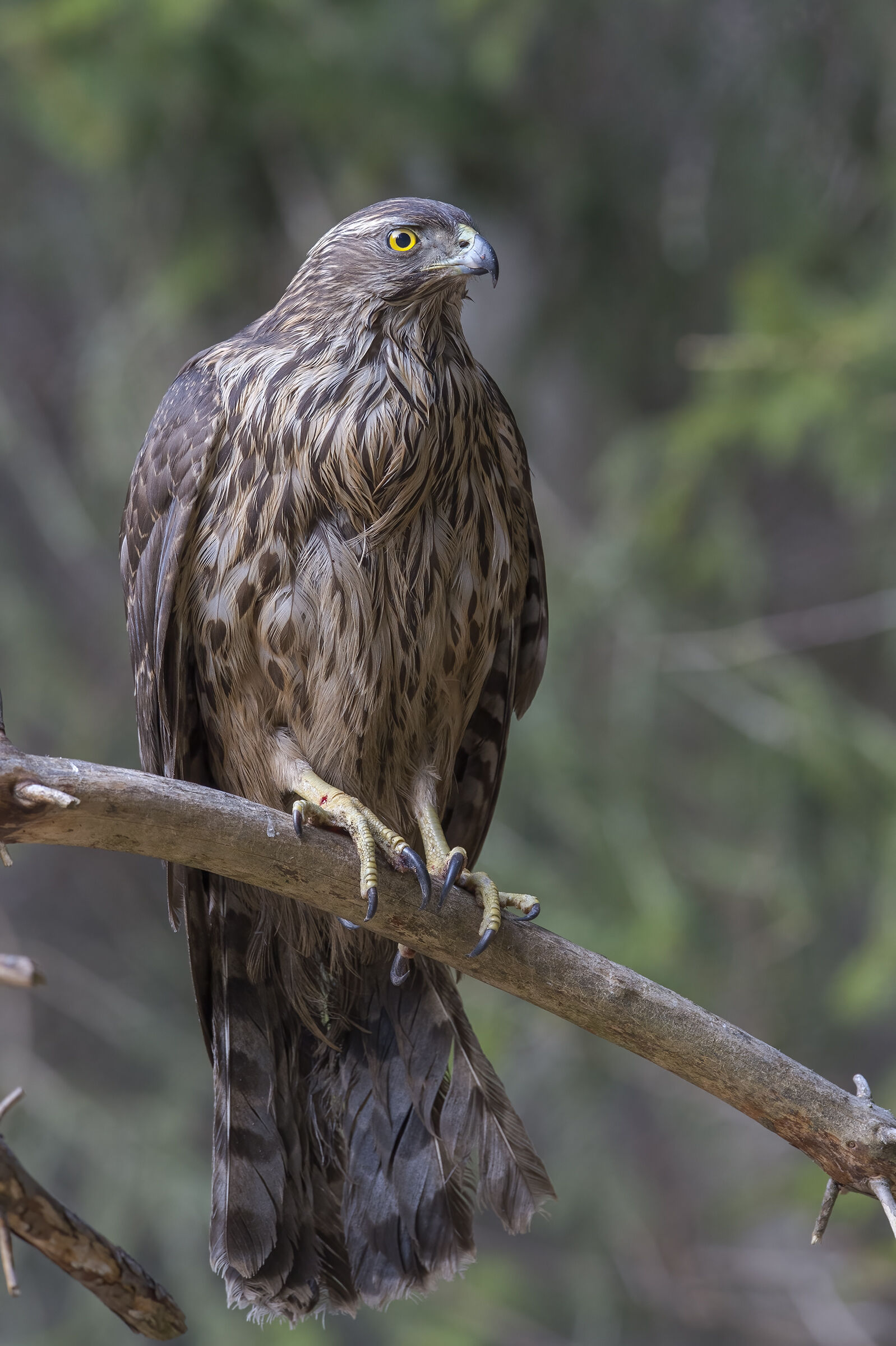 Goshawk (Accipiter gentilis)