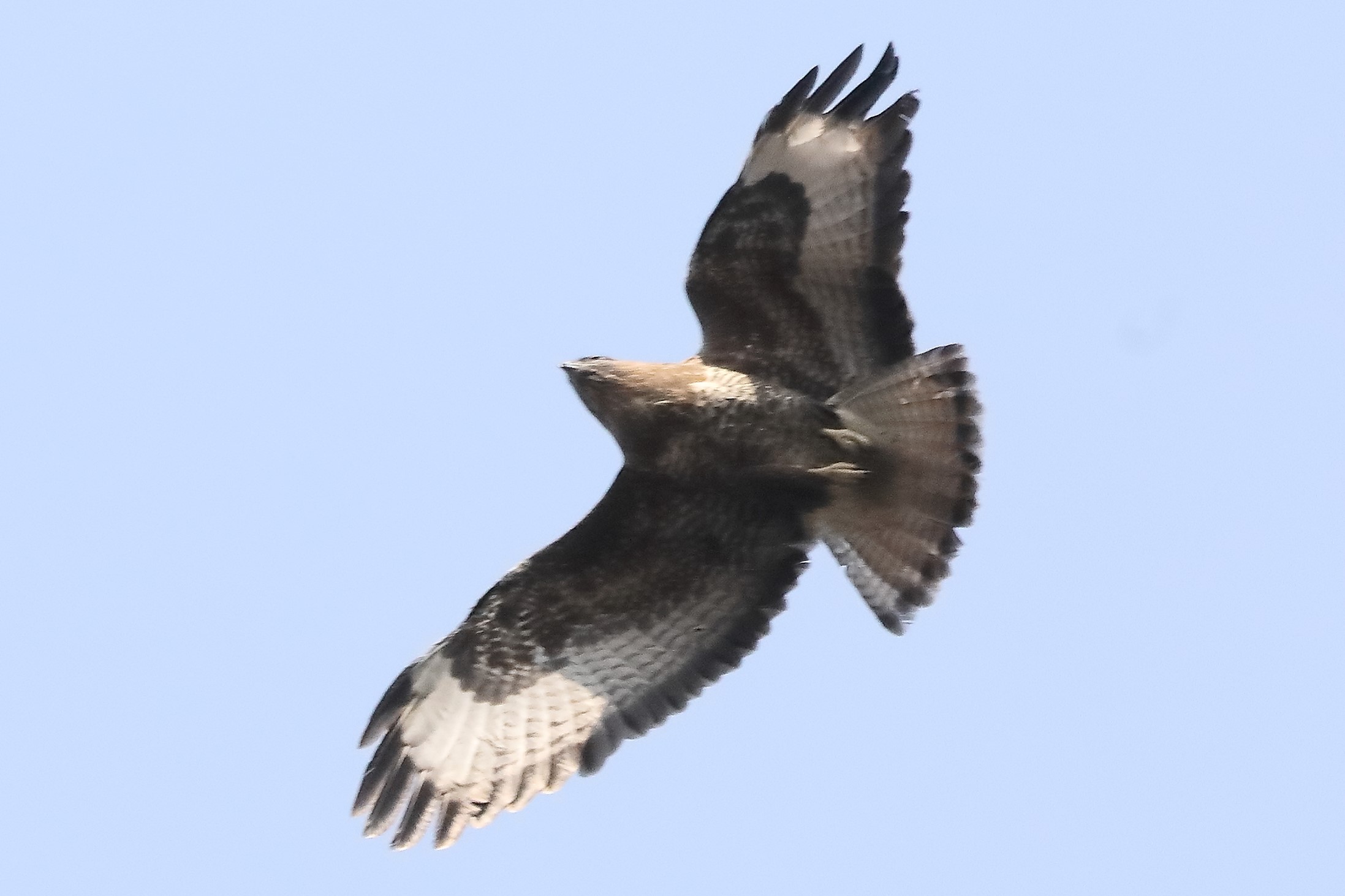 Buzzard 27-03-2022