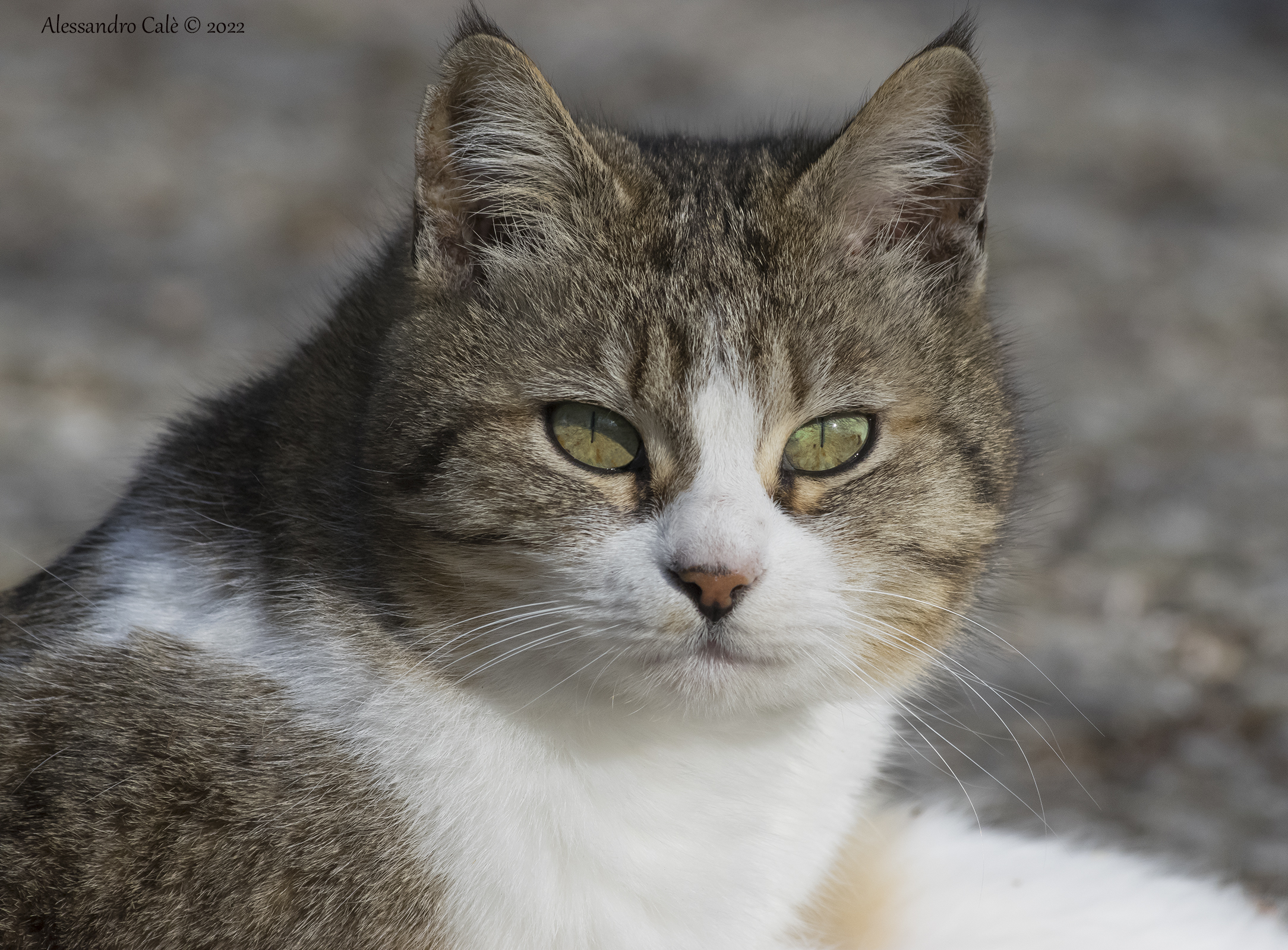 Una micia vanitosa 2772