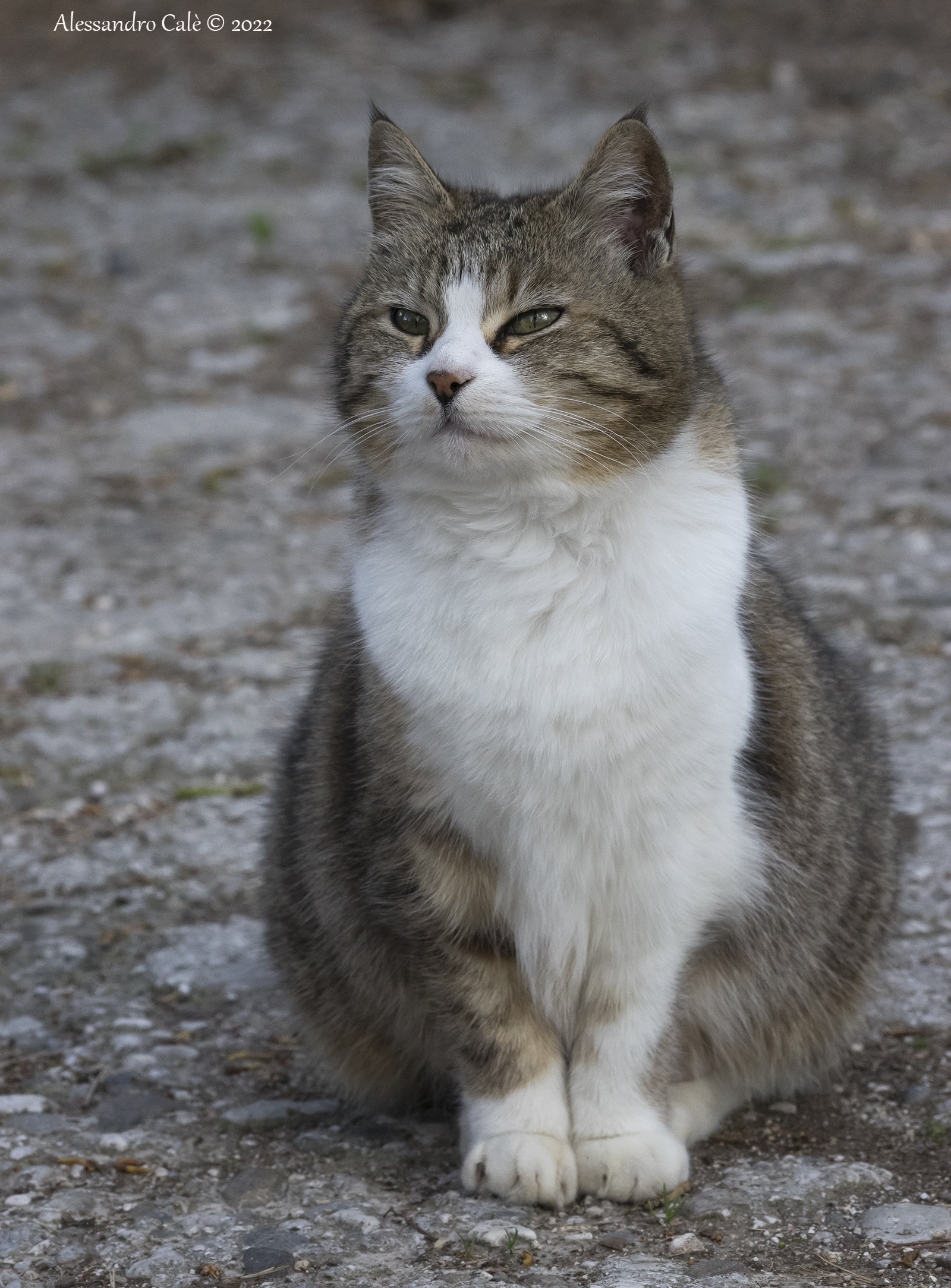 Una micia vanitosa 2741