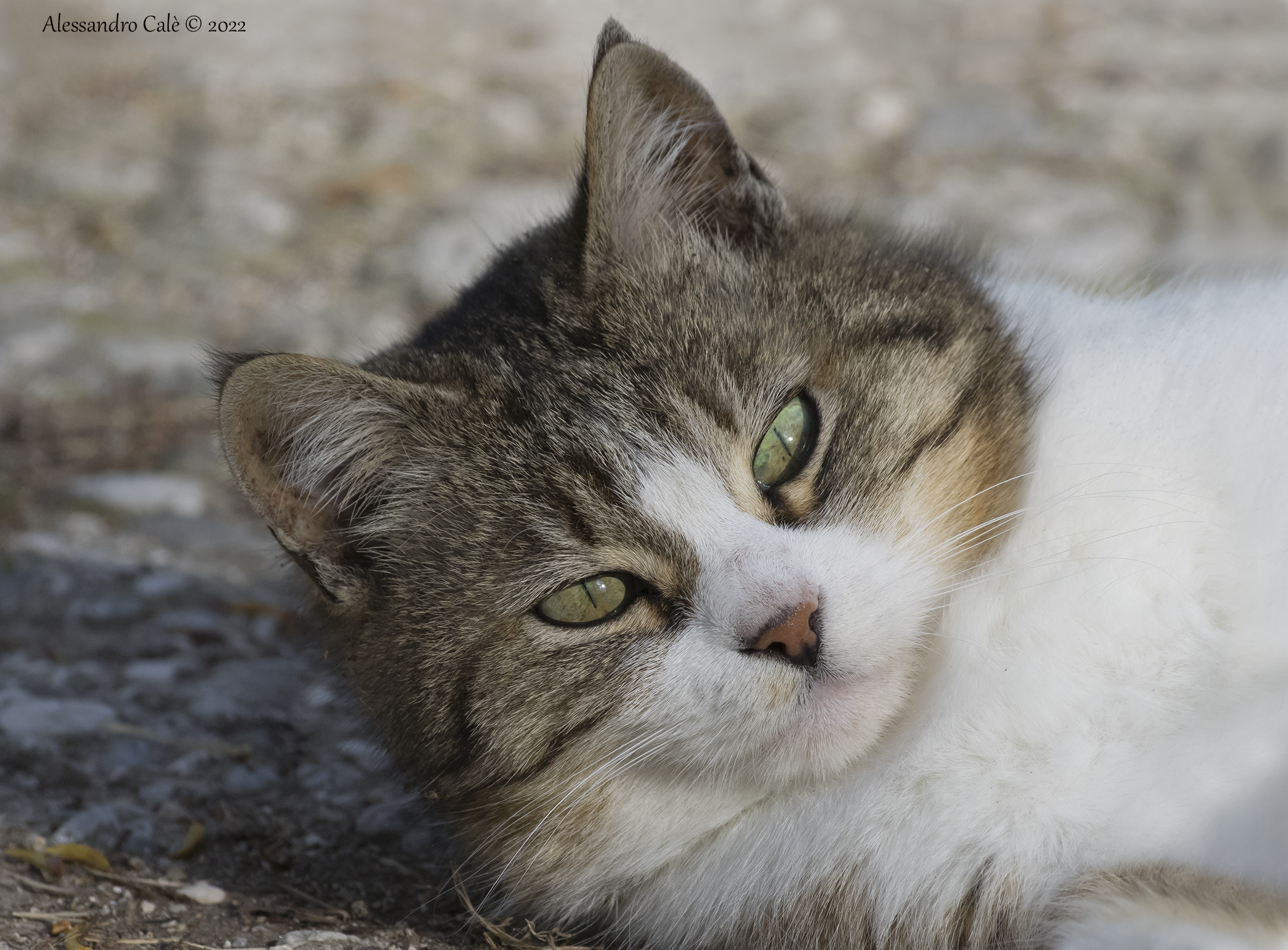 Una micia vanitosa 2764