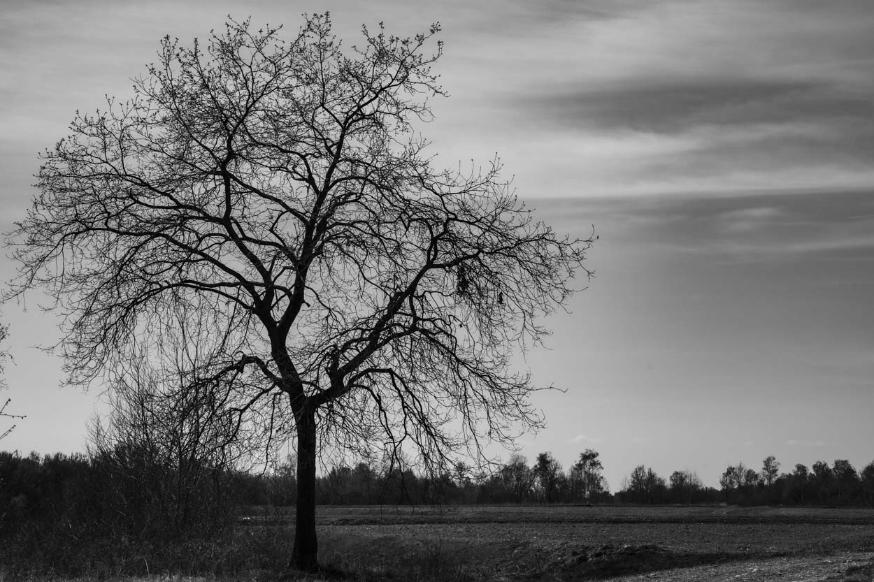 L'albero e la sera