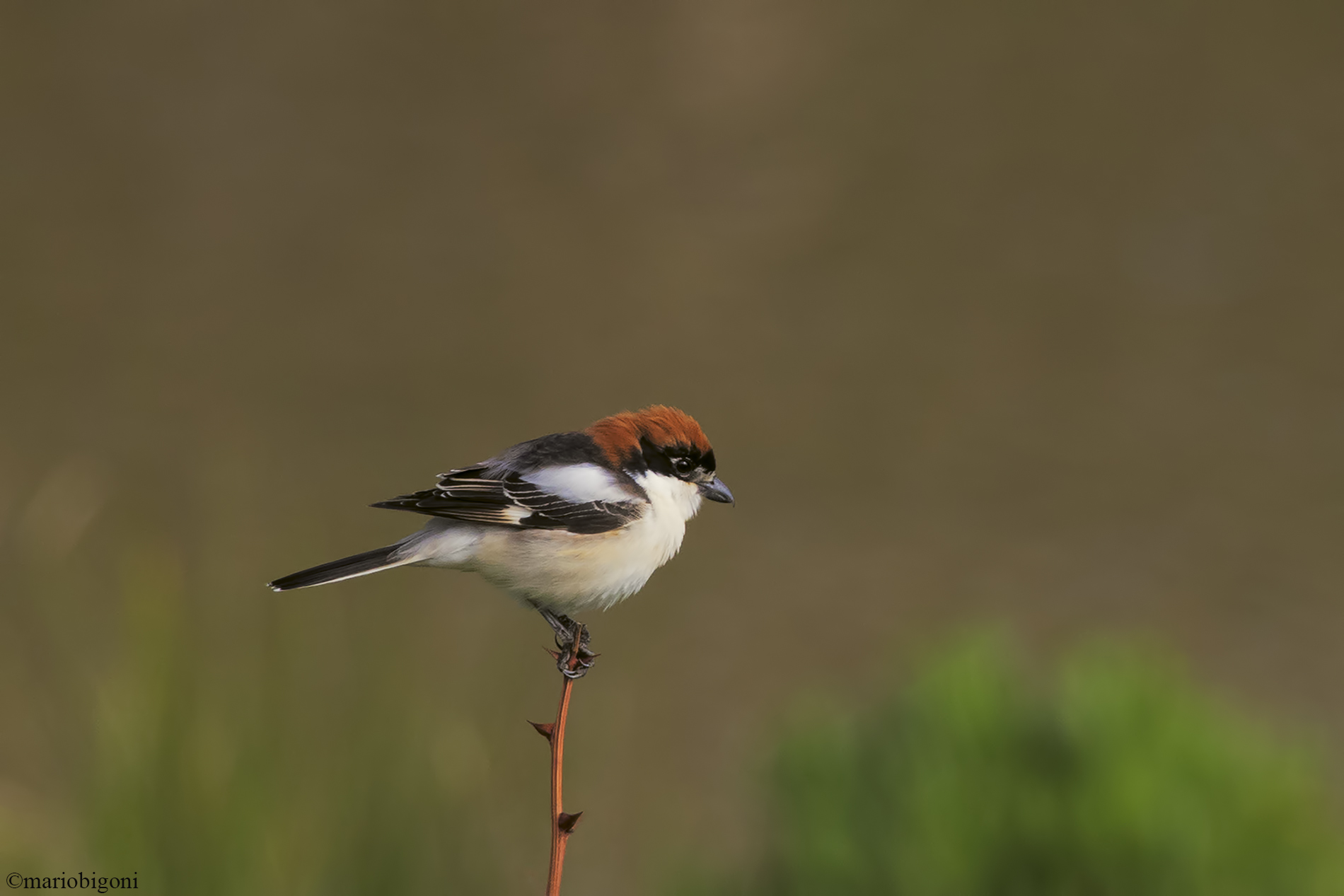 Woodchat shrike