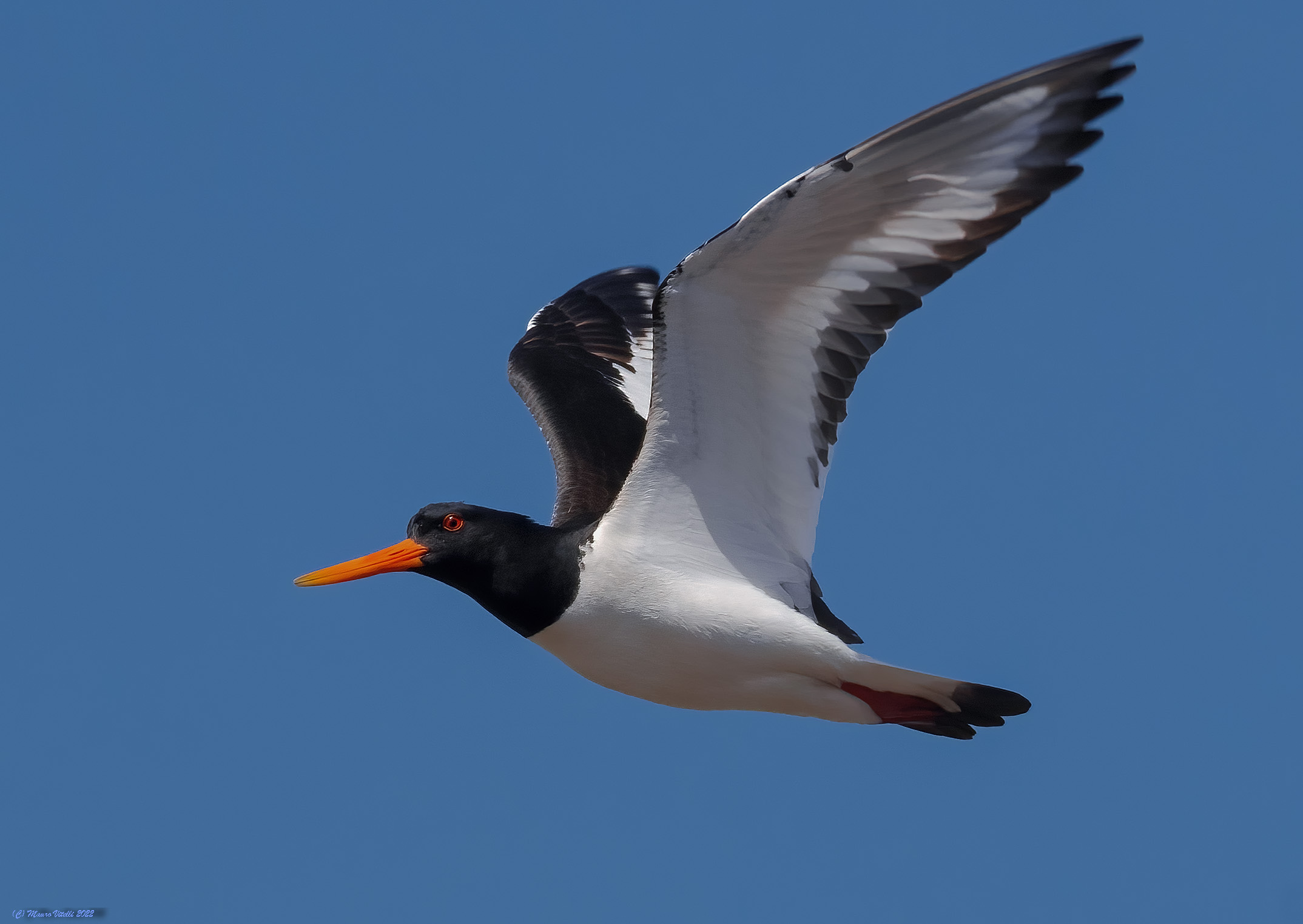 Sea woodcock (Haematopus ostralegus)