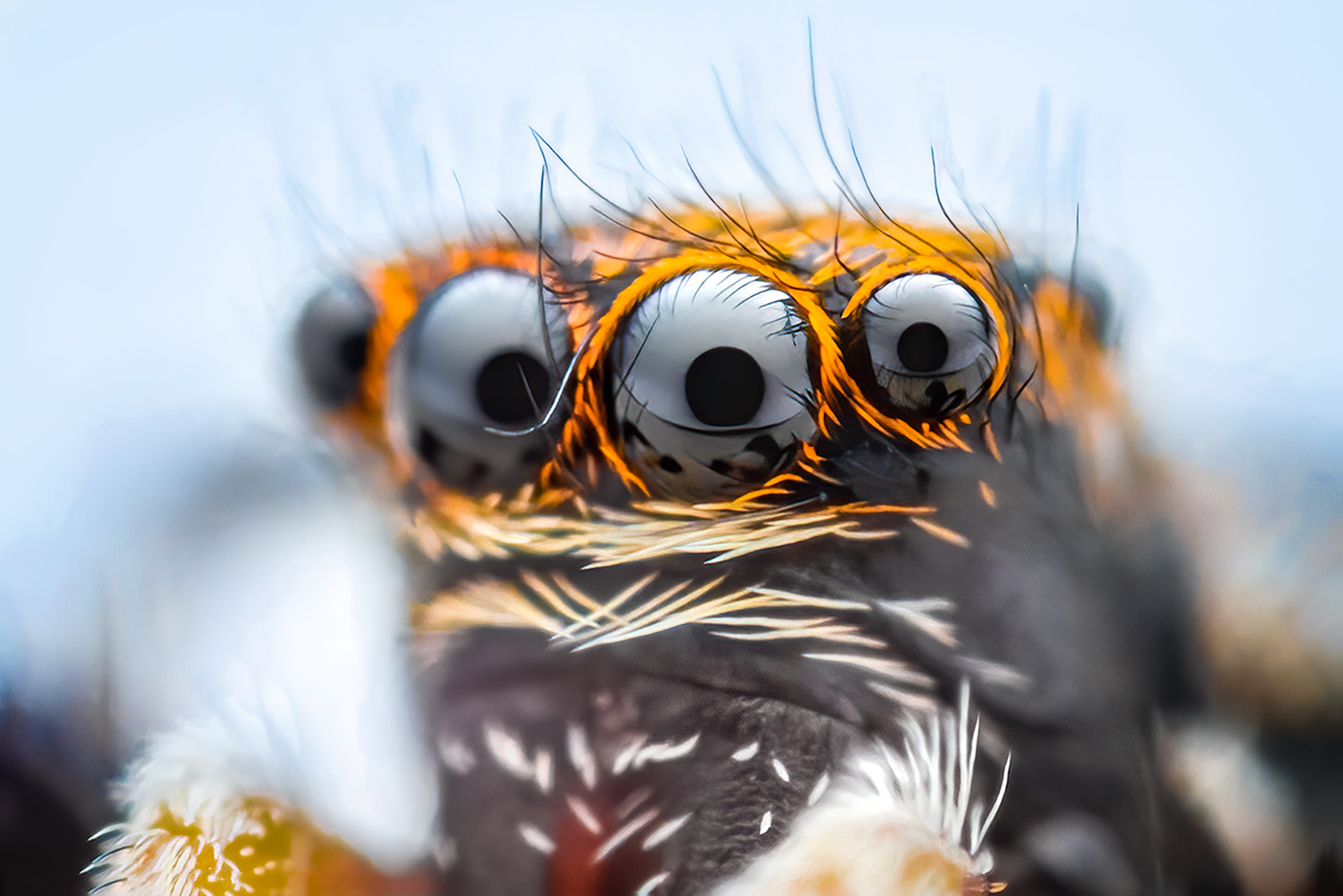 Pseudeuophrys lanigera ?