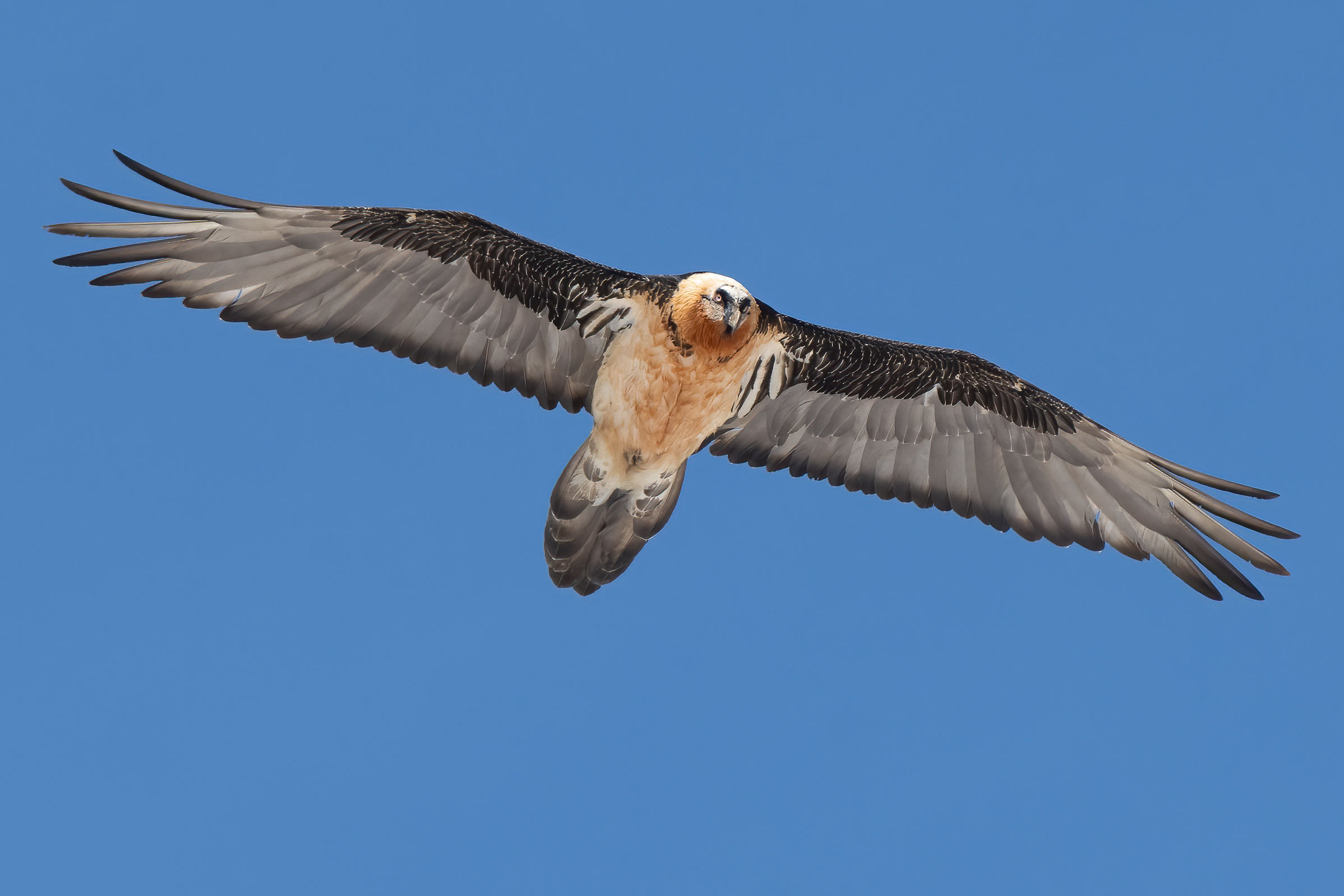 Bearded Vulture in Ticino
