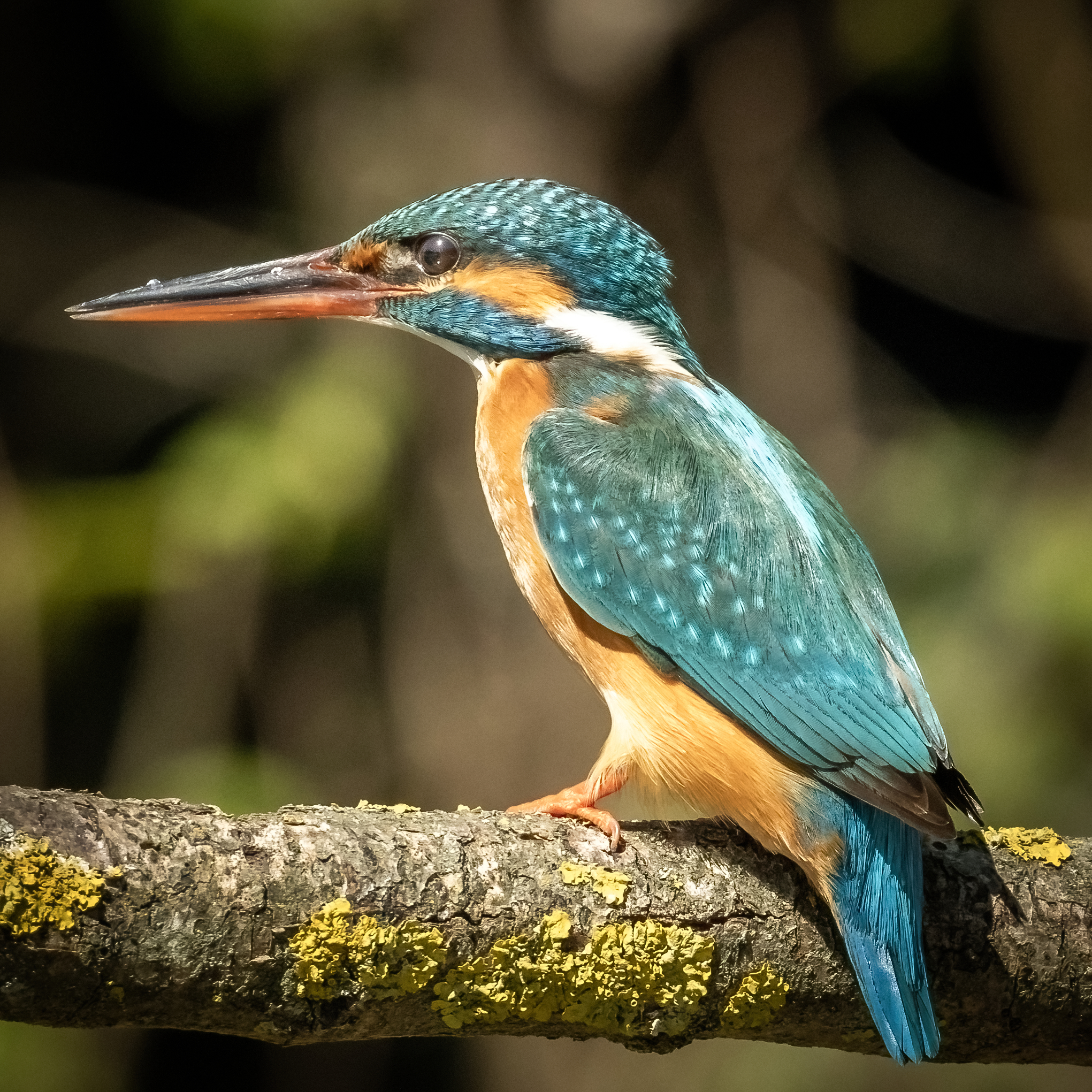 martin pescatore in posa