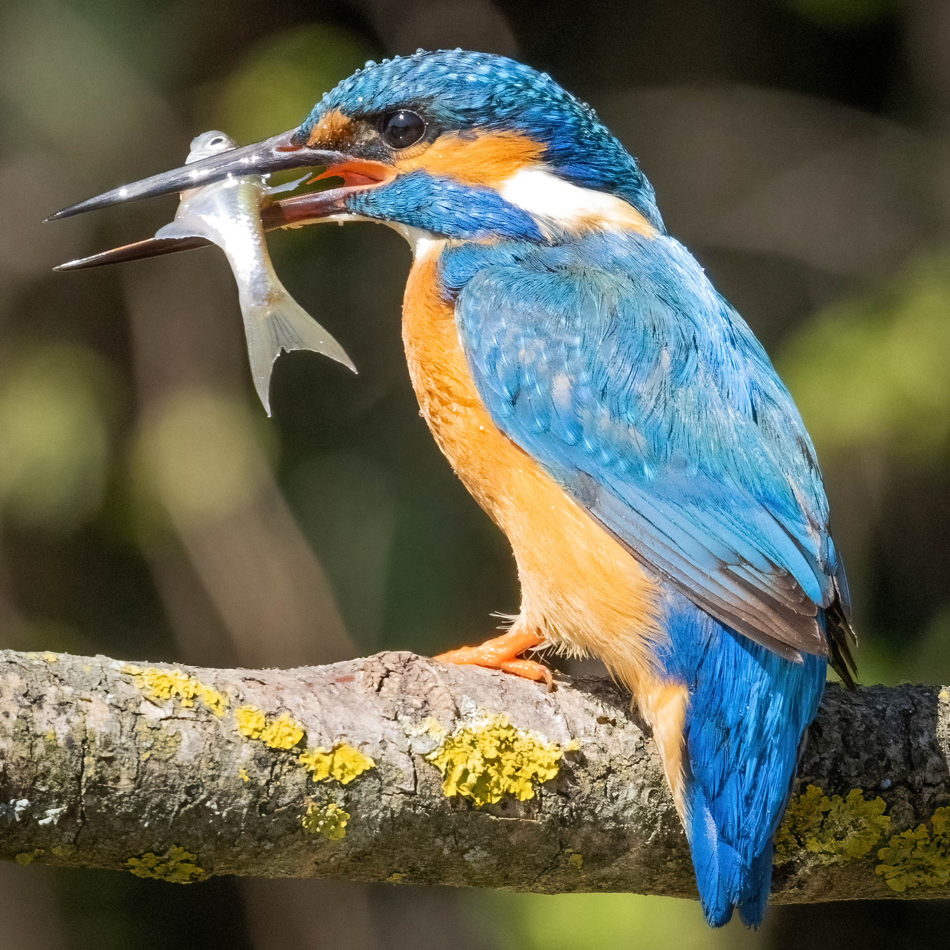 primo piano martin pescatore