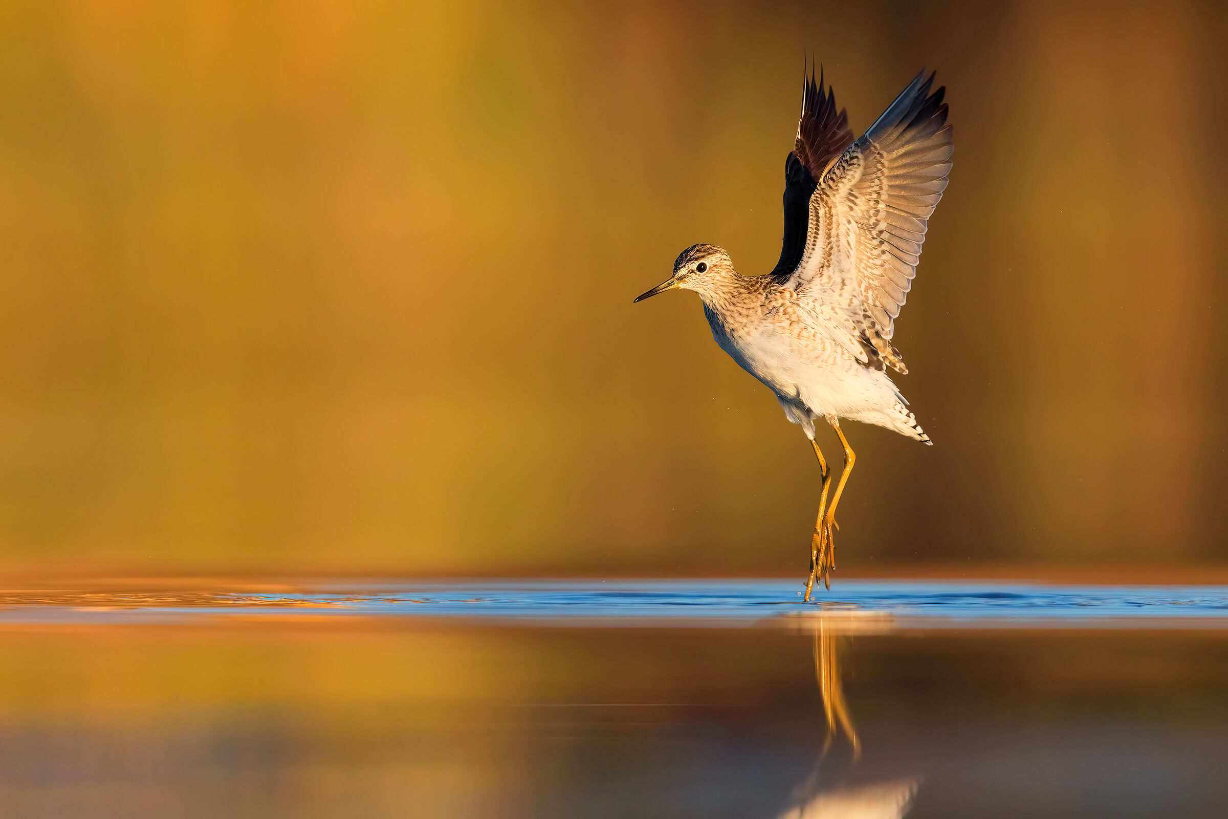 Il Salto (Piro Piro Boschereccio)