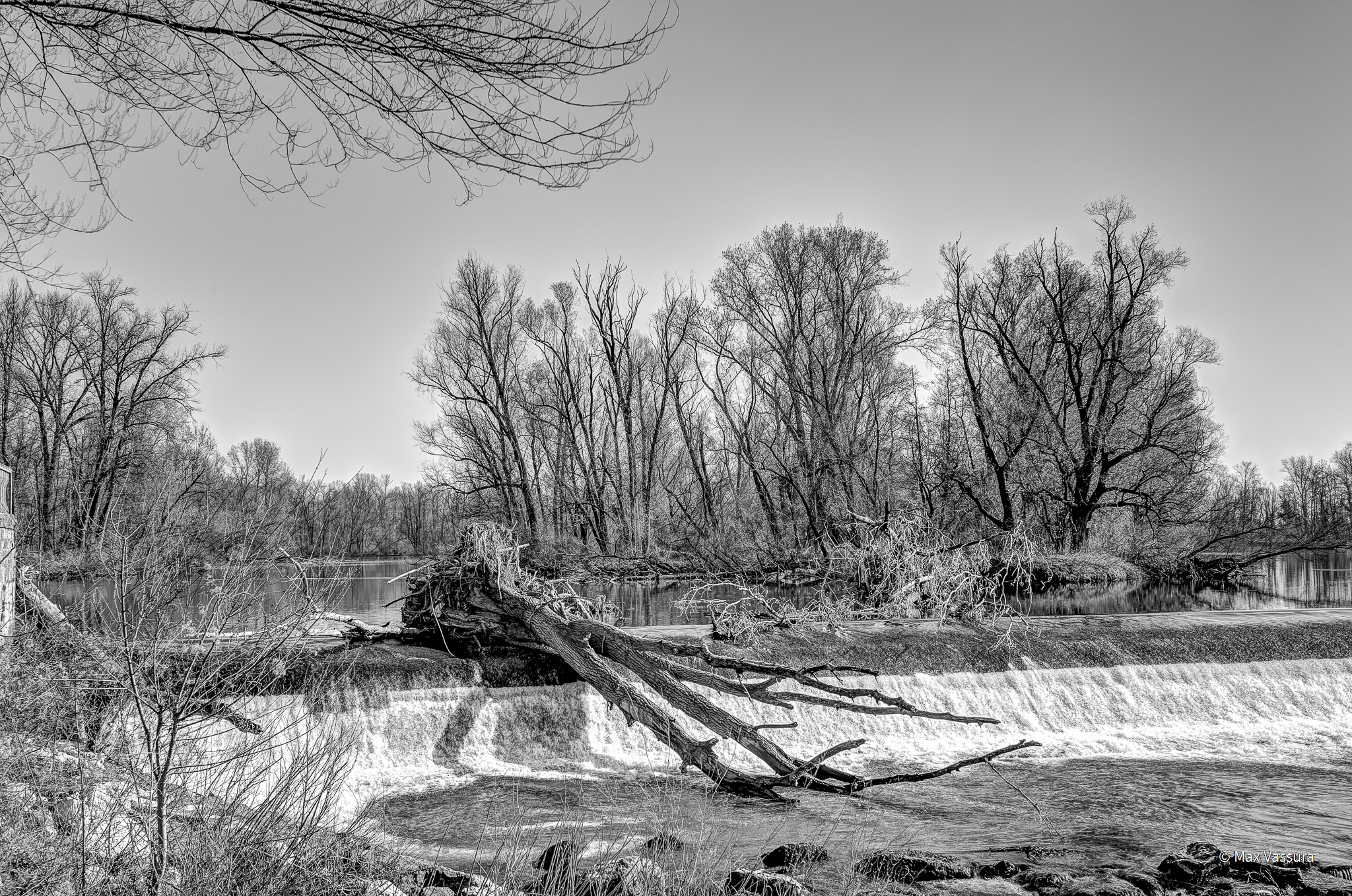 Fallen tree in the river Adda (IR in BN)