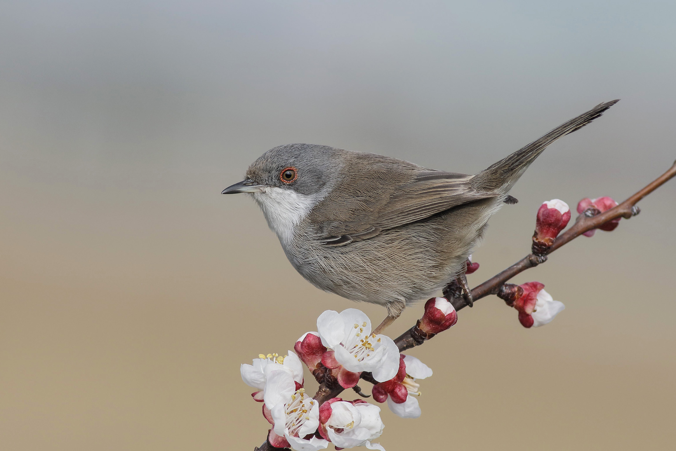 Occhiocotto femmina (Sylvia melanocephala)