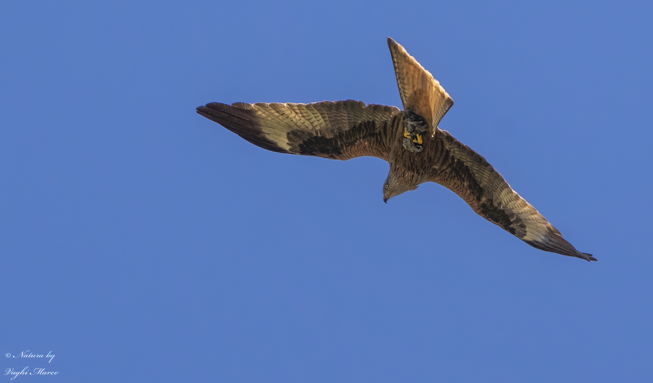 Red kite with prey