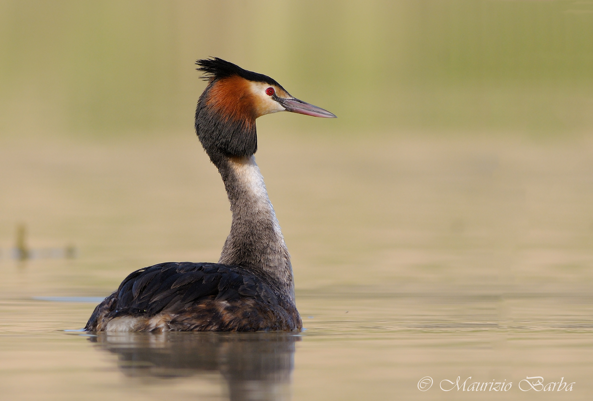 Great Crested Grebe