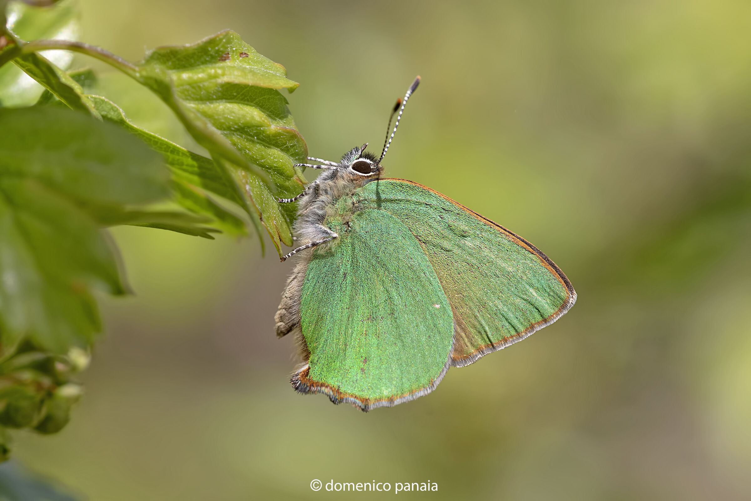 callophrys rubi