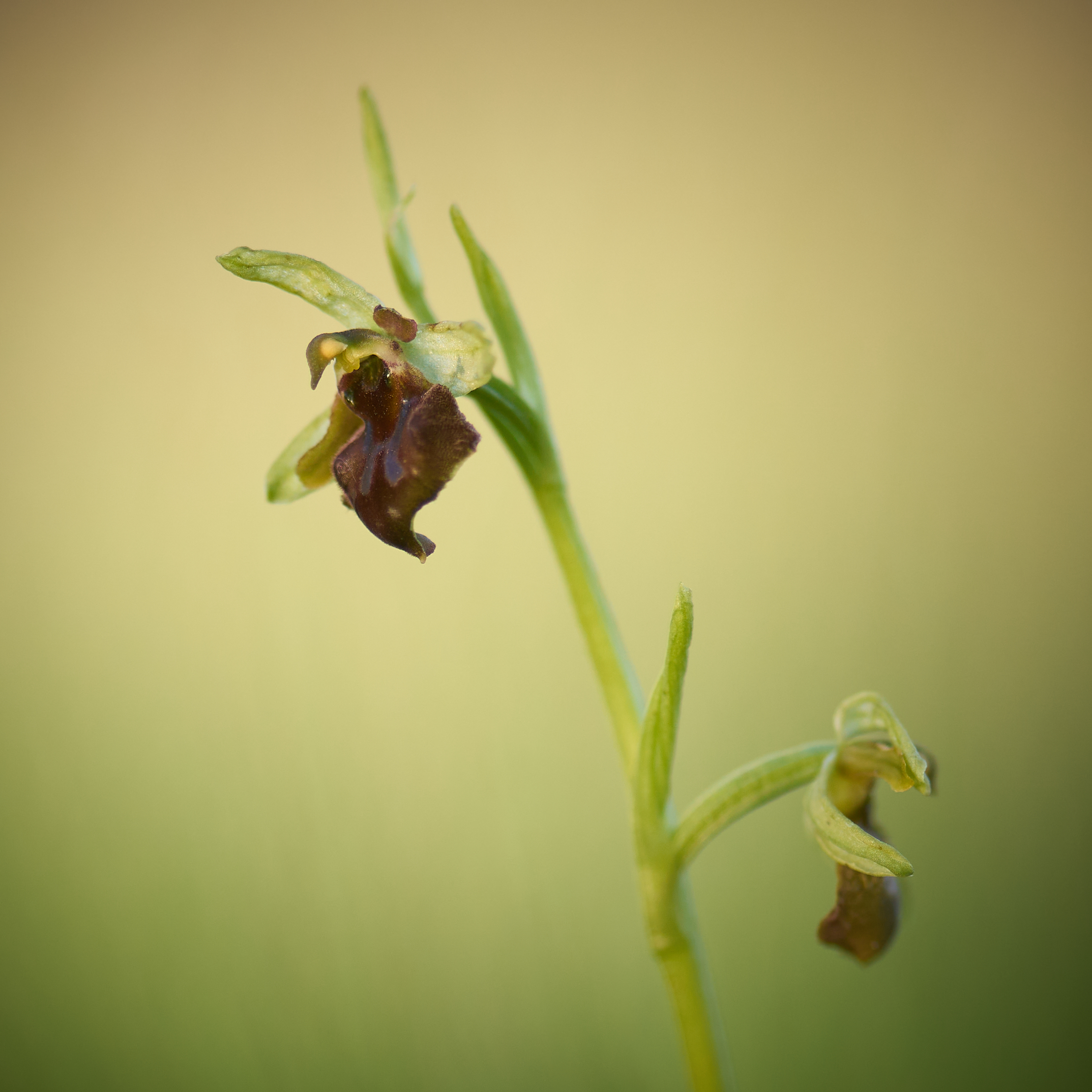 Ophrys Sphegodes