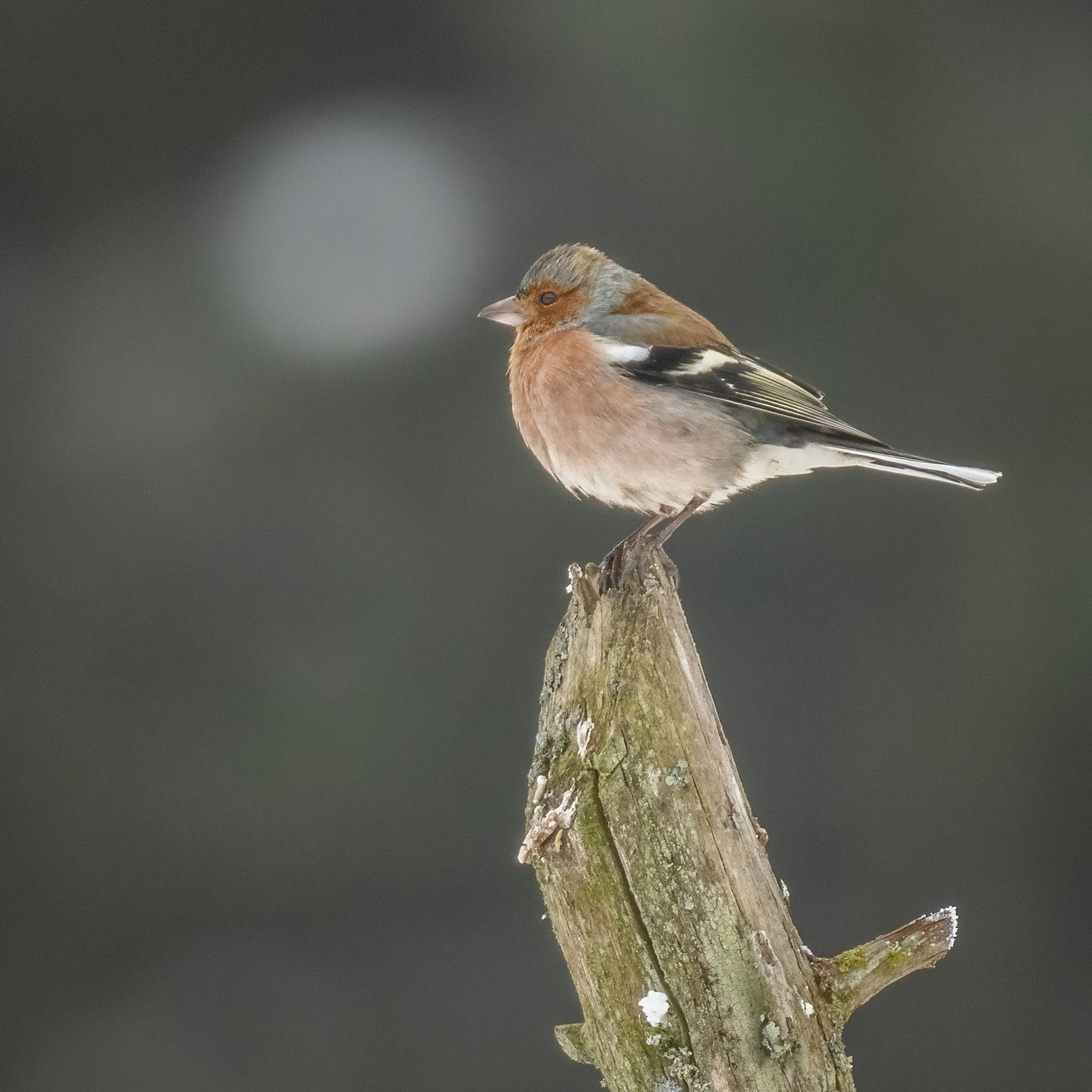 Fringuello infreddolito