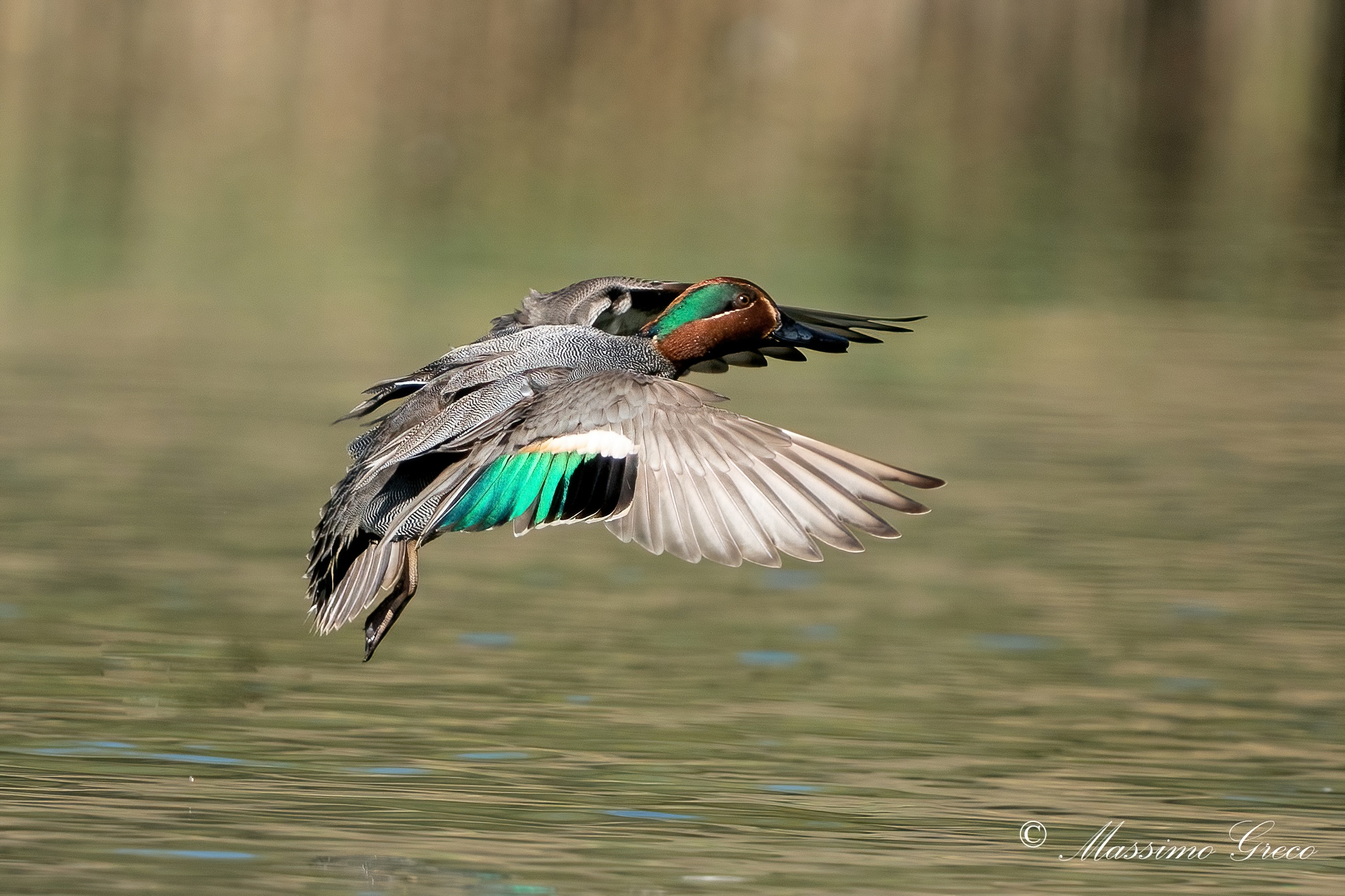 Alzavola (Anas crecca)