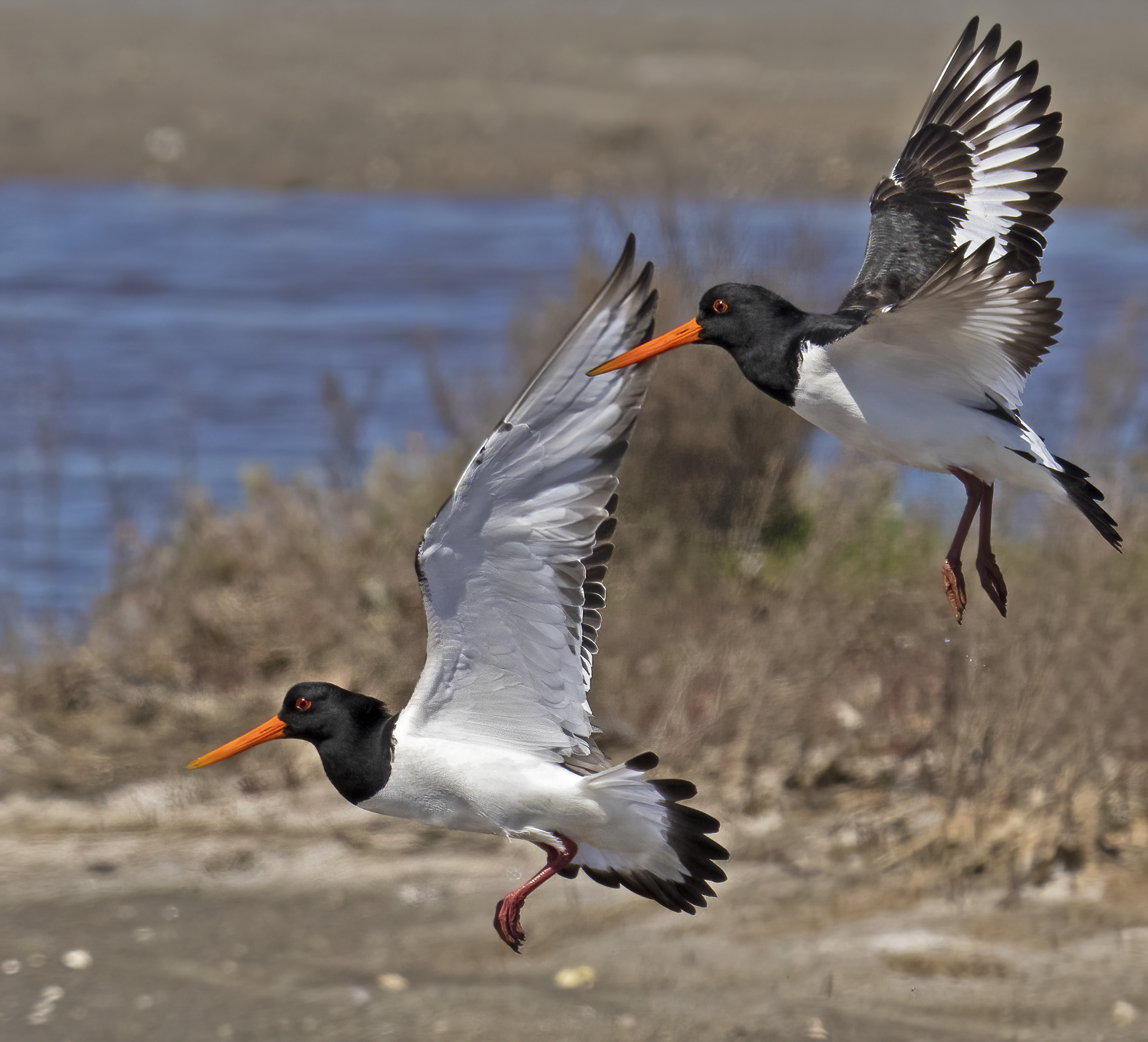 beccacce di ... palude....