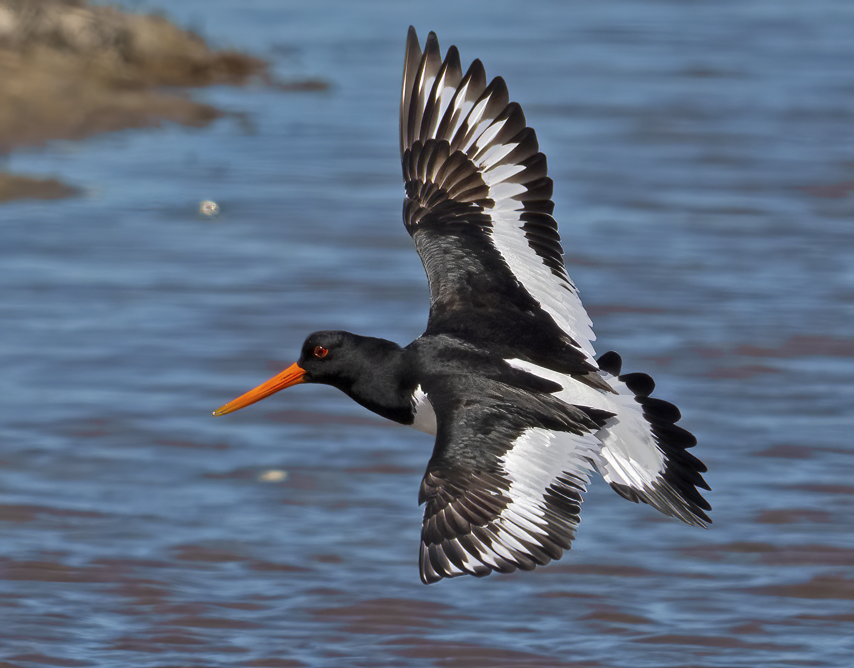 beccacce di ... palude....