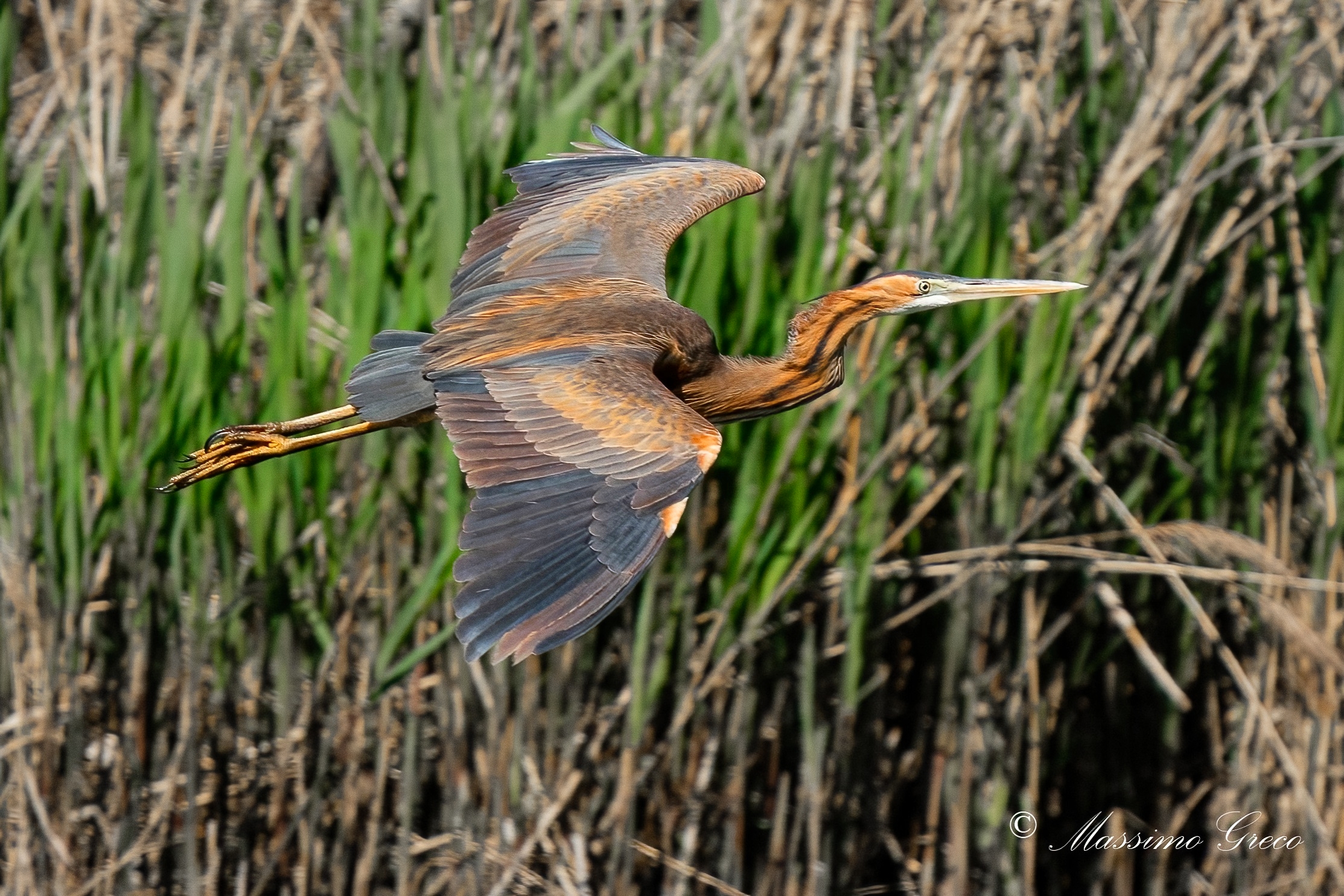 Lo splendore dell'Airone rosso (Ardea purpurea)