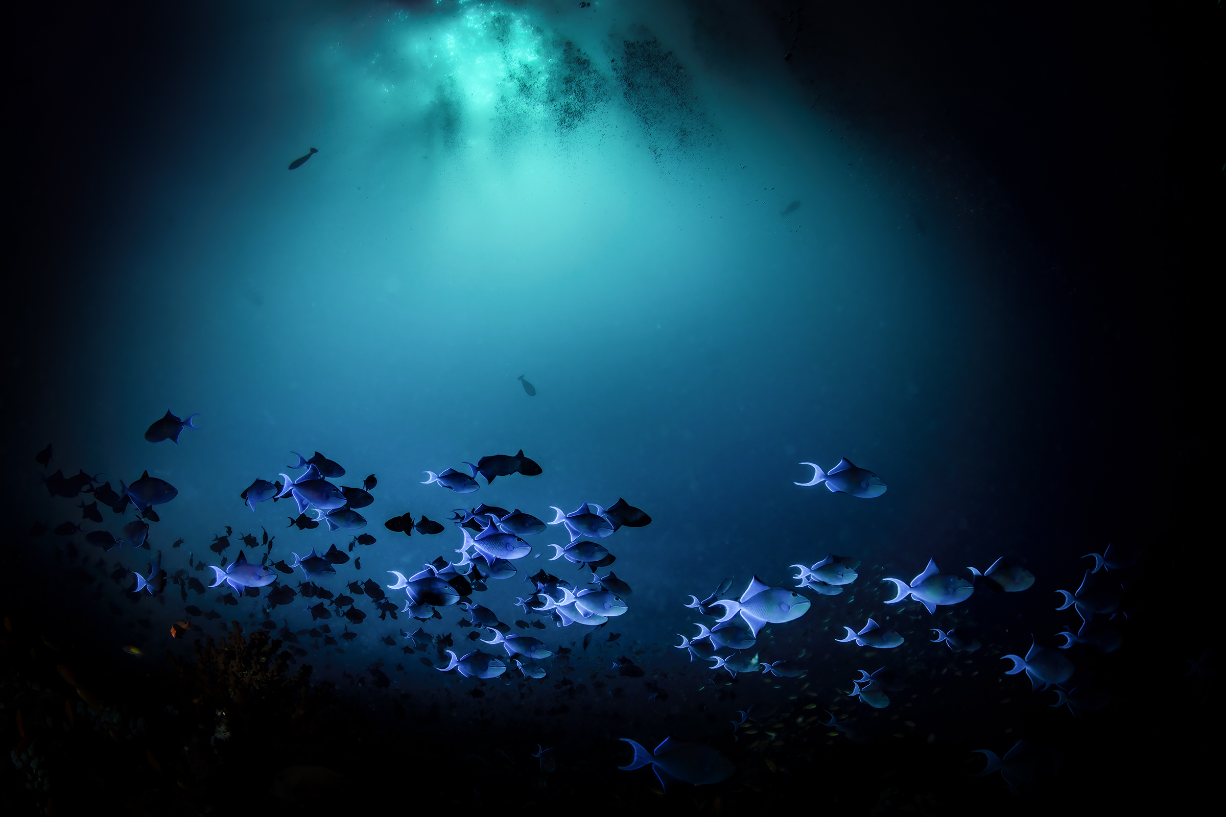 pesci balestra in pass