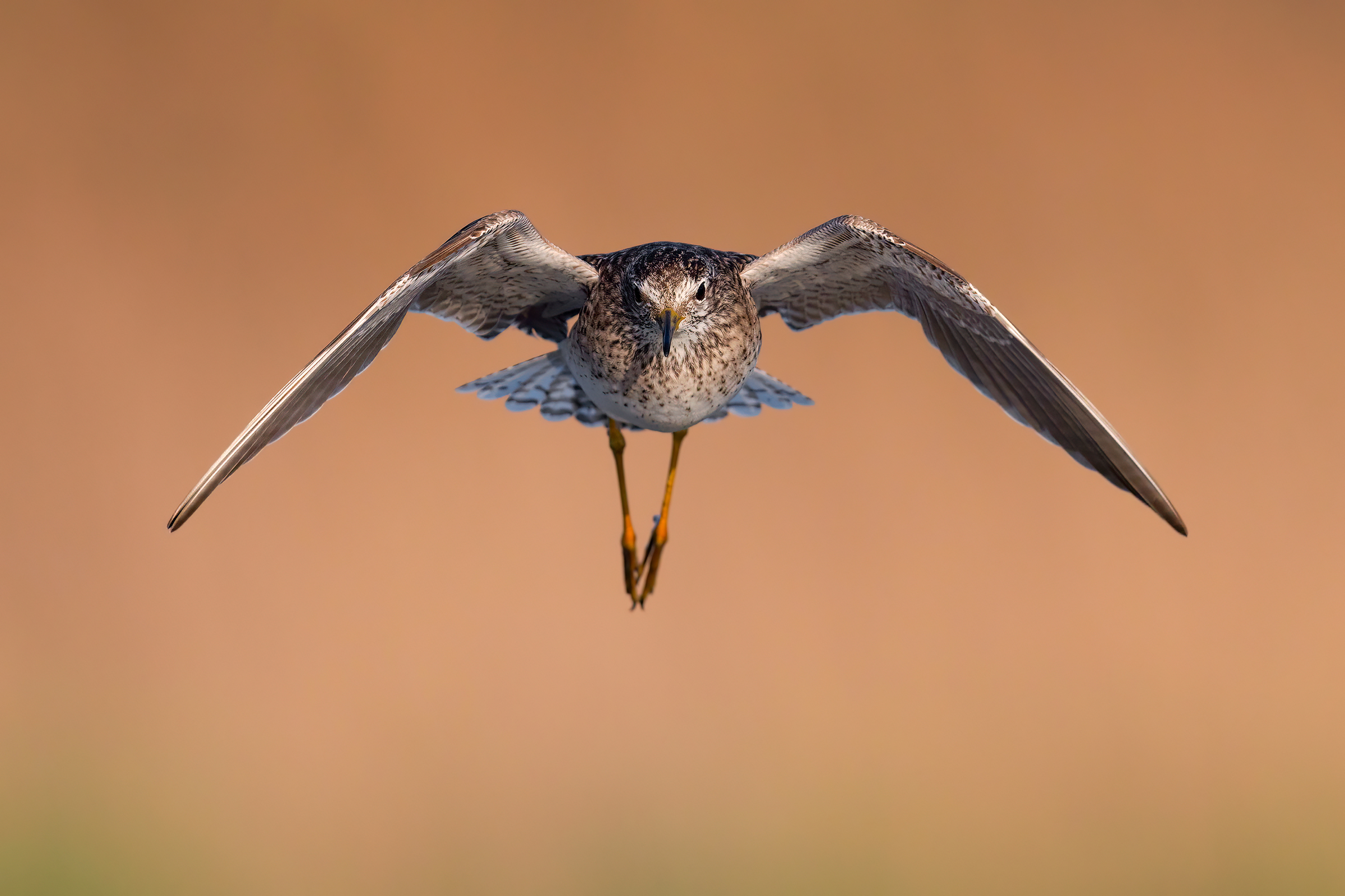 Piro Piro Boschereccio