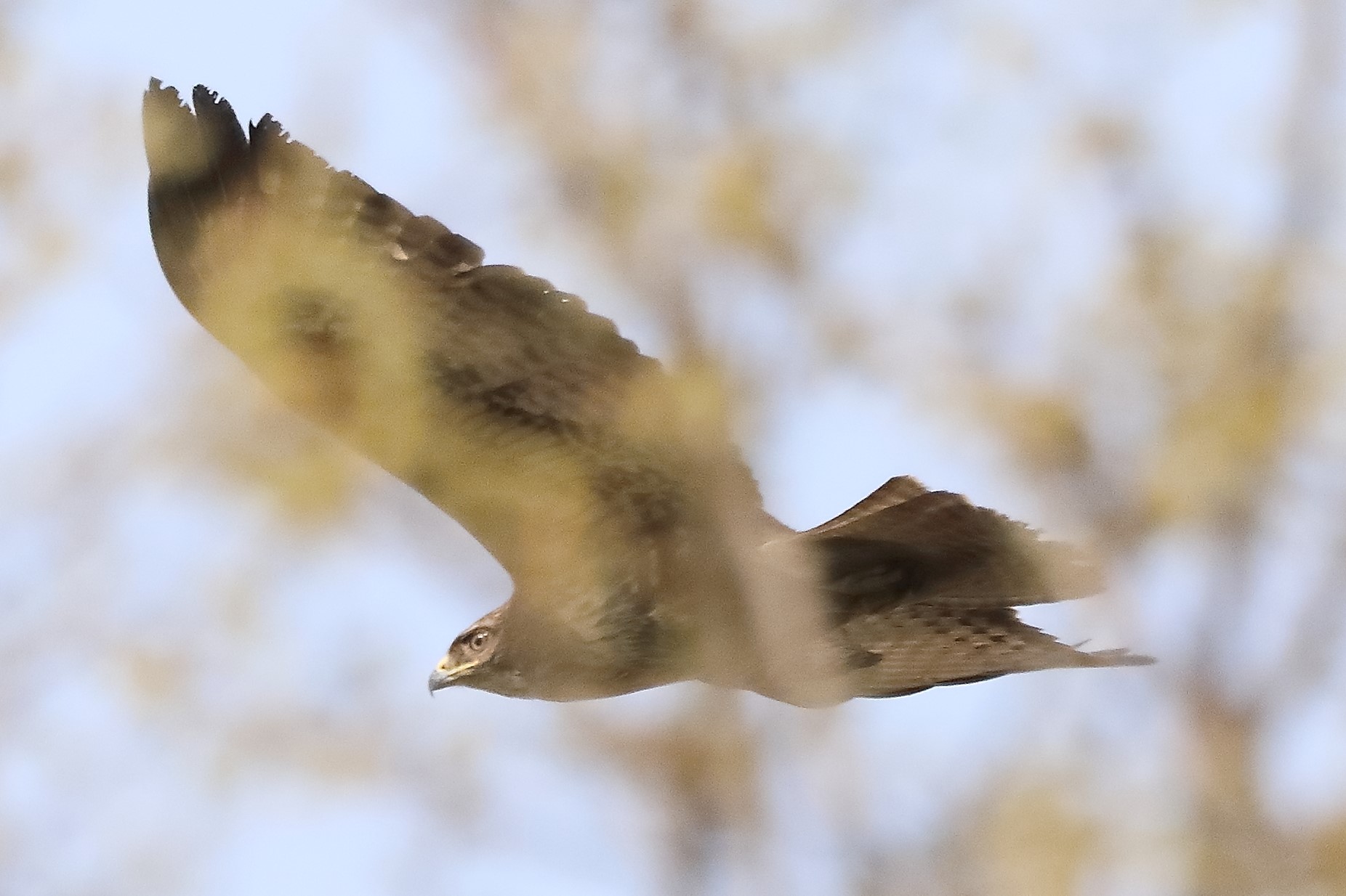 Buzzard 27-03-2022 160