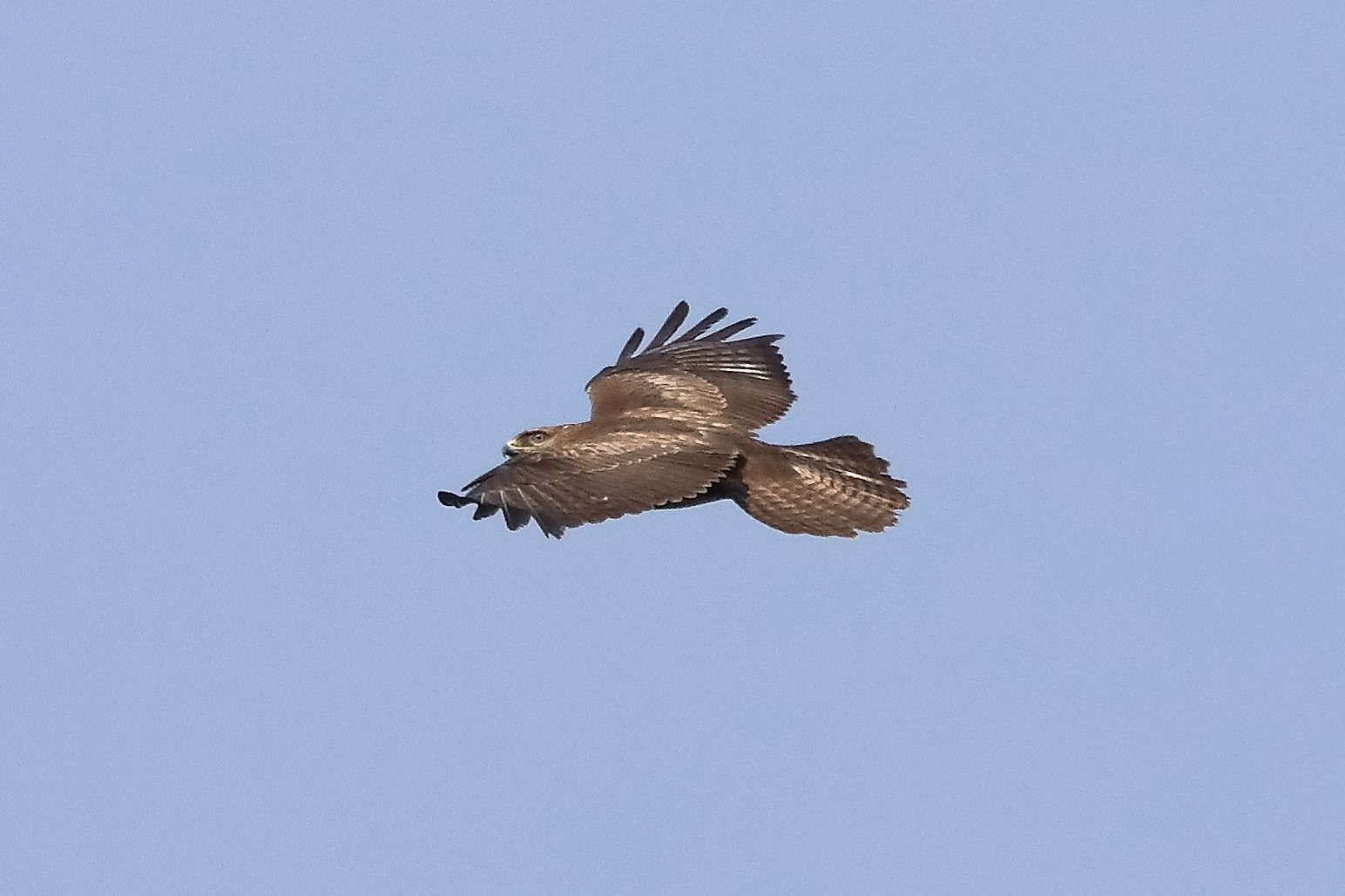 Buzzard 27-03-2022 161