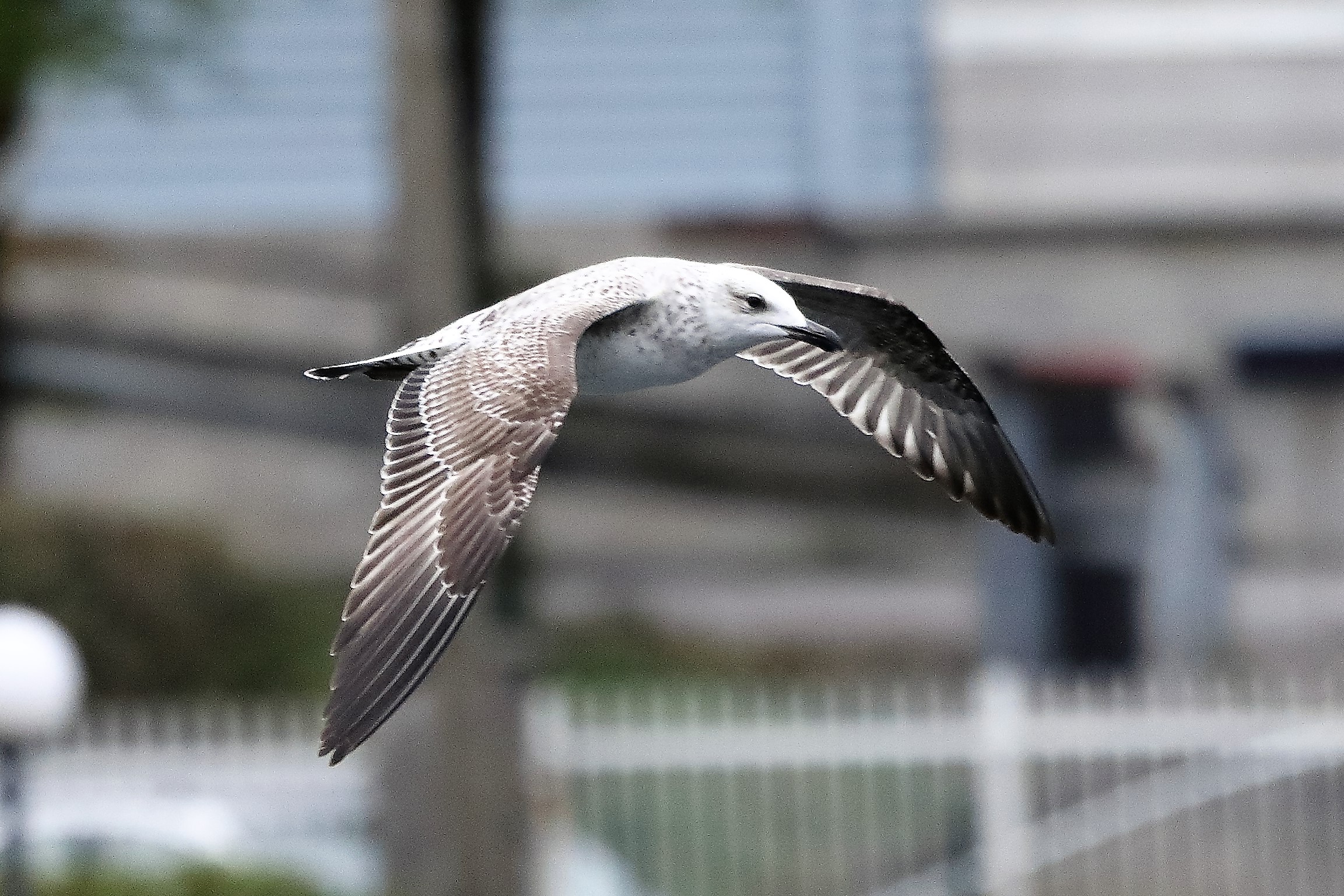 terrestrial gull 03-04-2022
