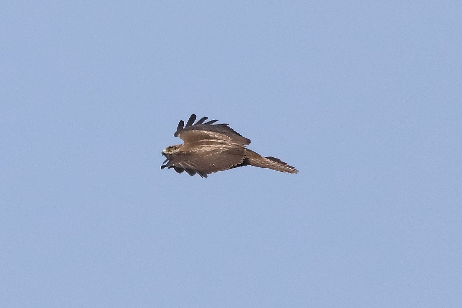 Buzzard 27-03-2022