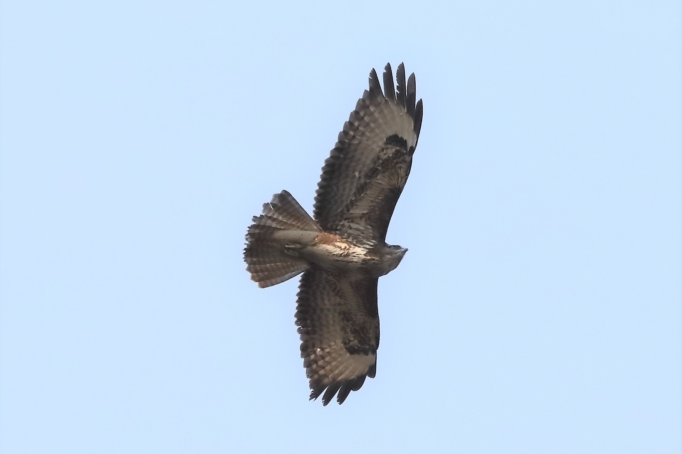 Buzzard 27-03-2022