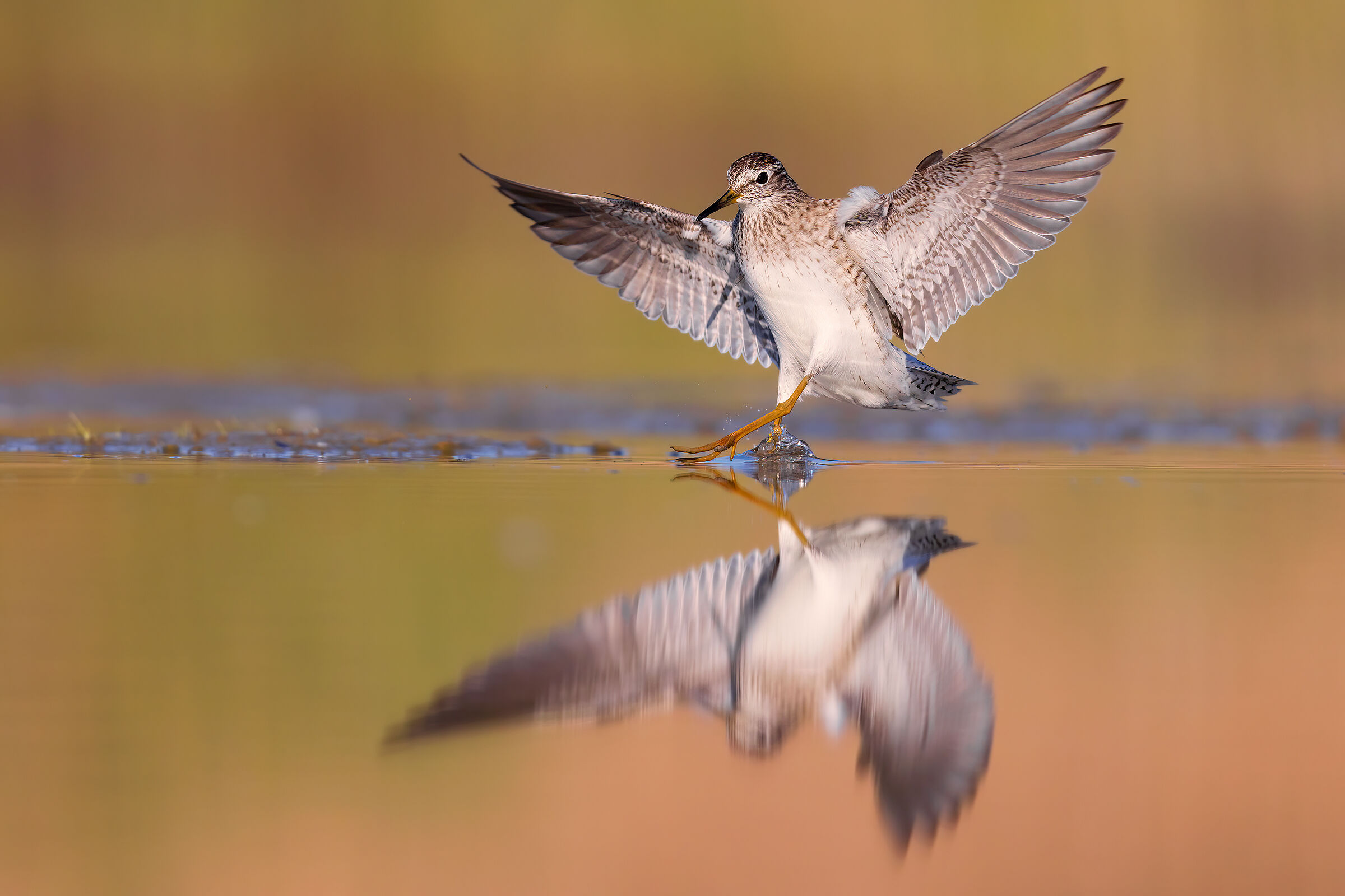 Piro Piro Boschereccio