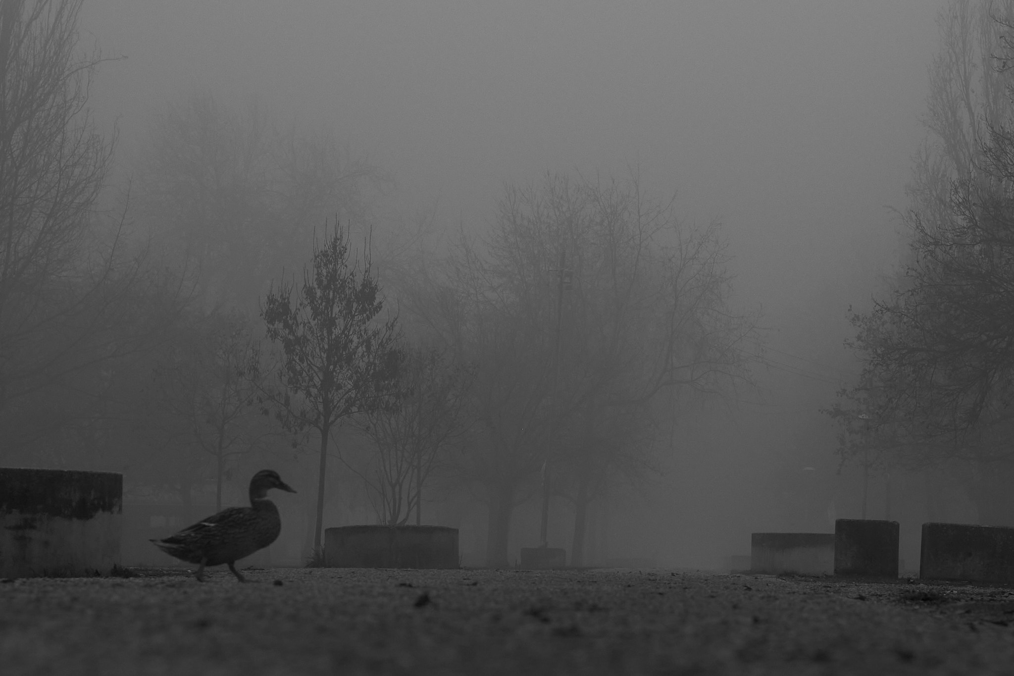 Alone in the fog