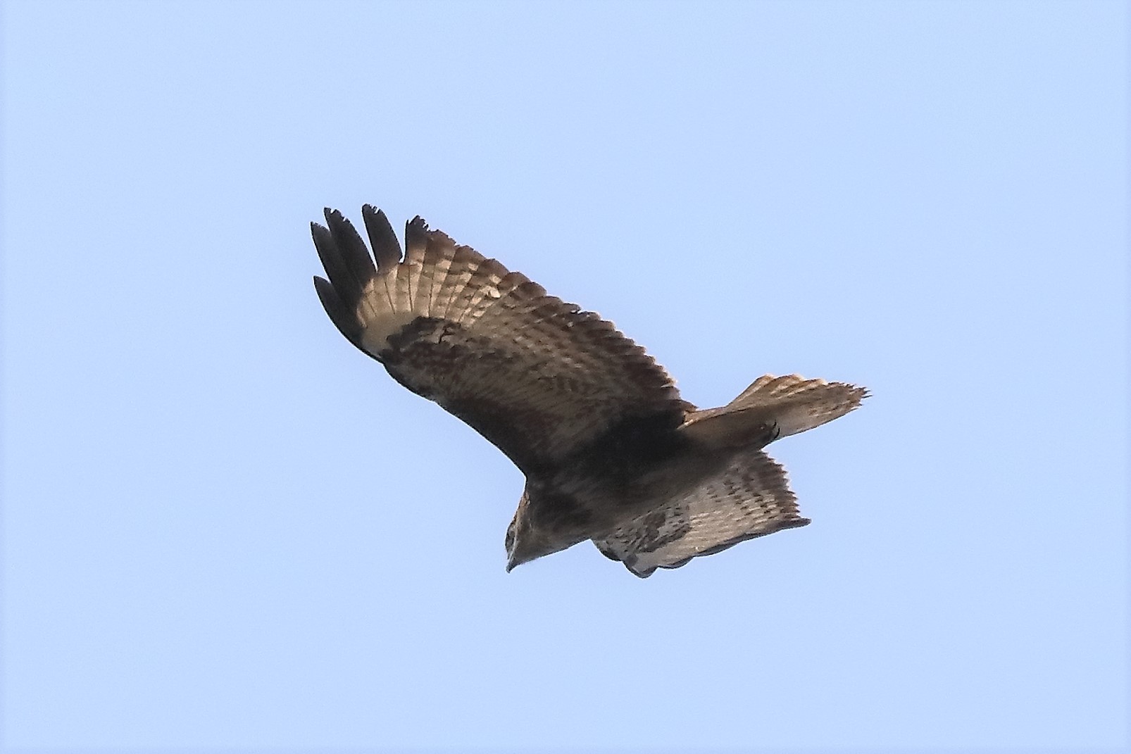 Buzzard 27-03-2022 174