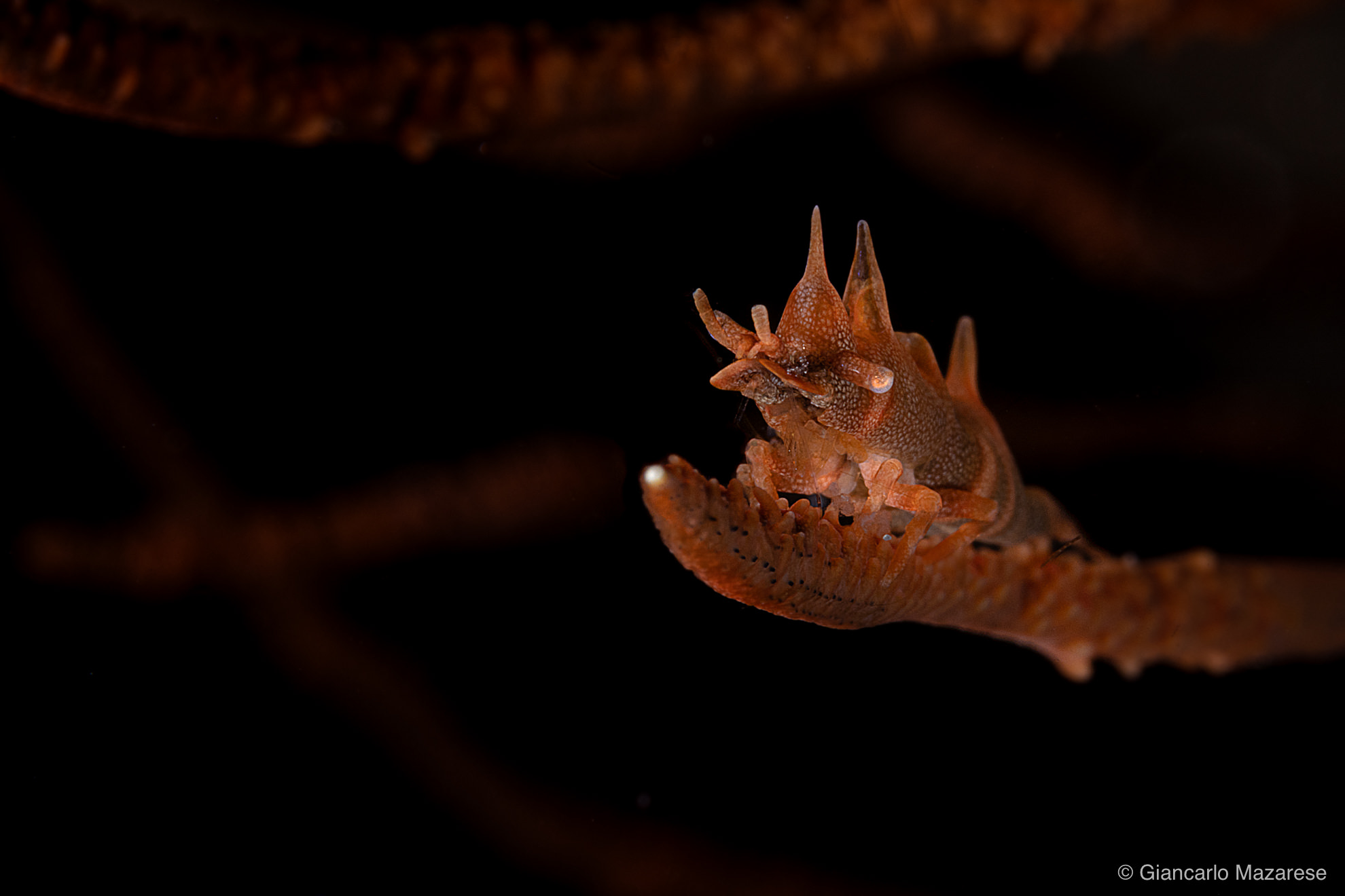 Miropandalus hardingi