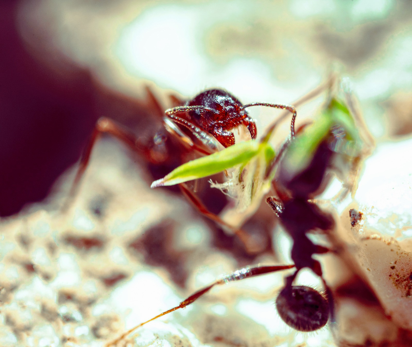 A Despotic Ant
