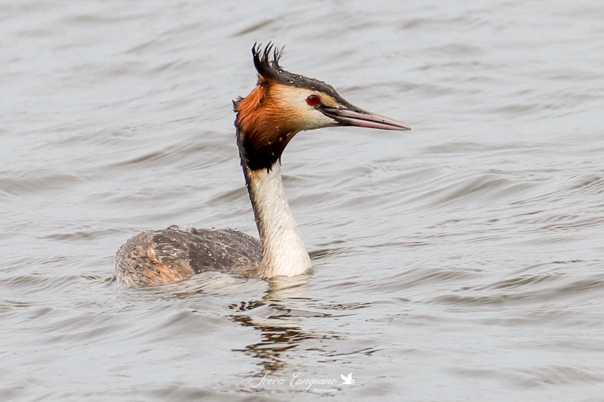 GREAT CRESTED GREBE