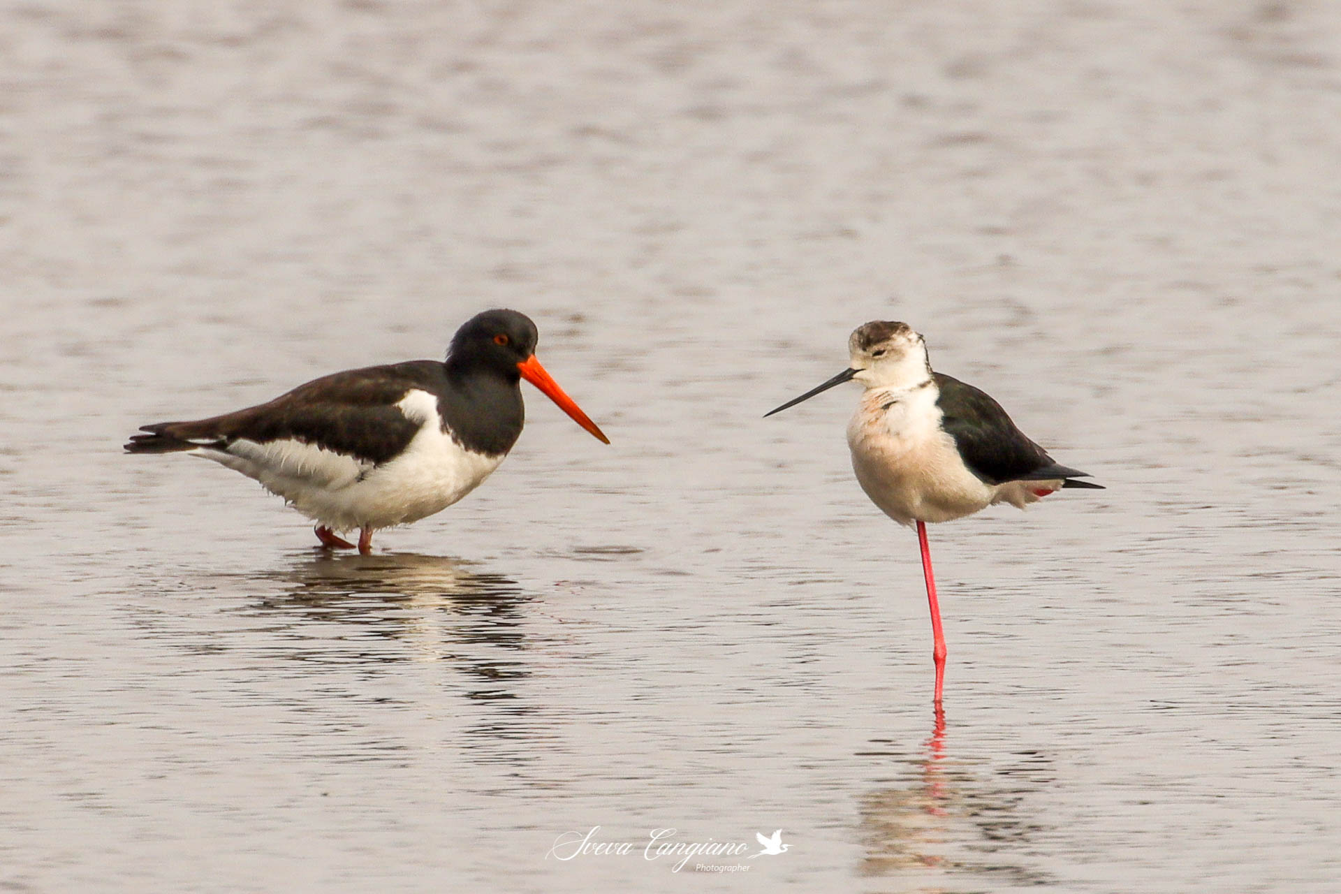 SEA WOODCOCK AND KNIGHT