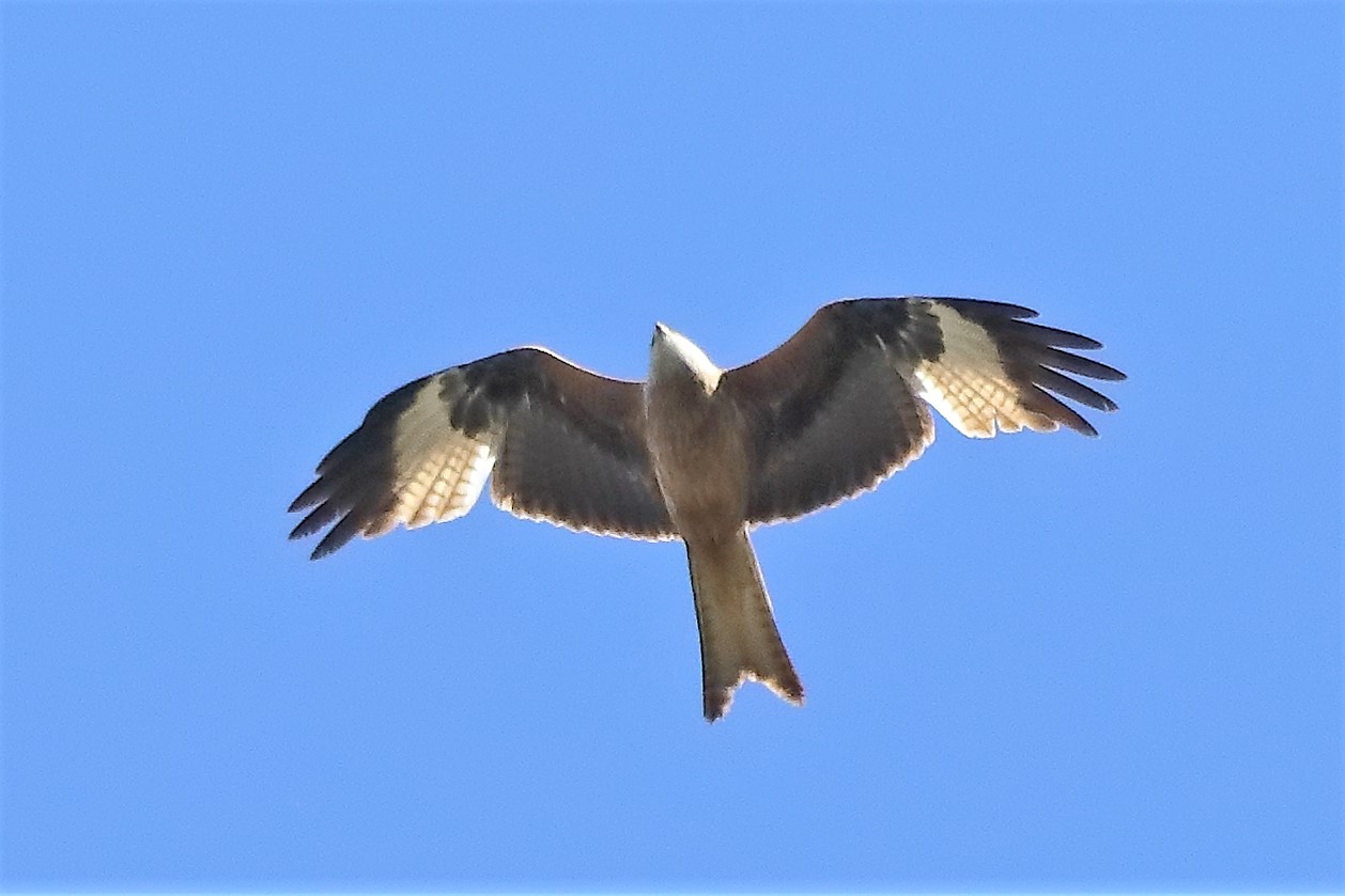 Red kite 10-04-2022