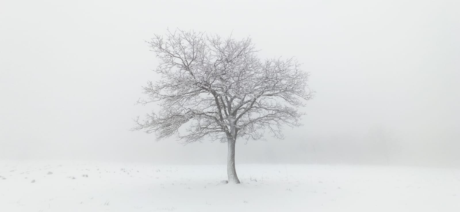 tree in the snow