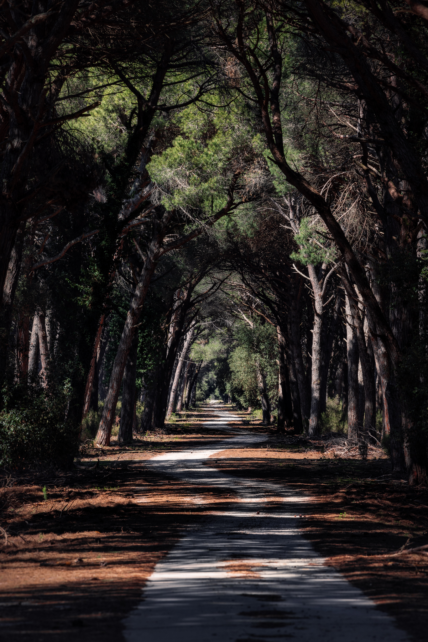 Avenue of the okra