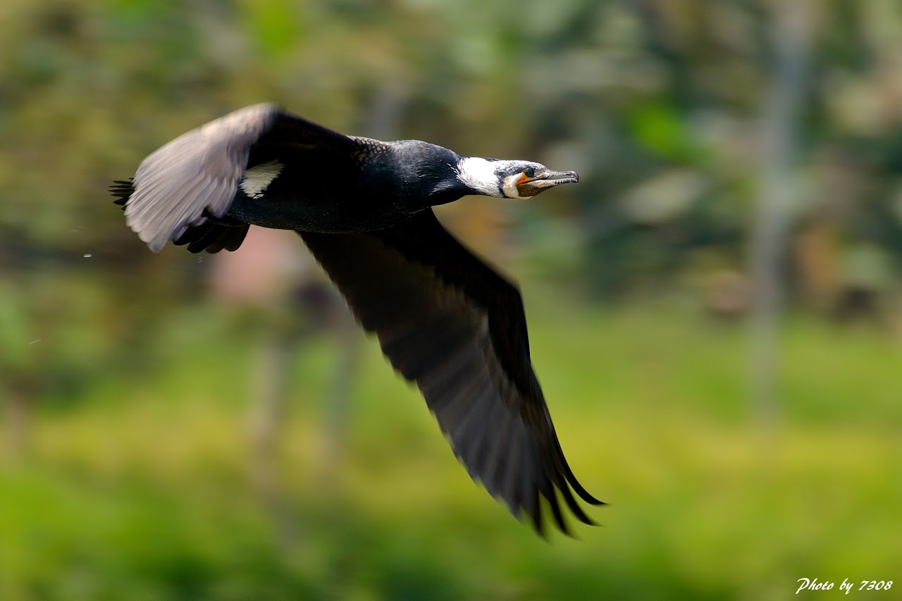 Volare Cormorano