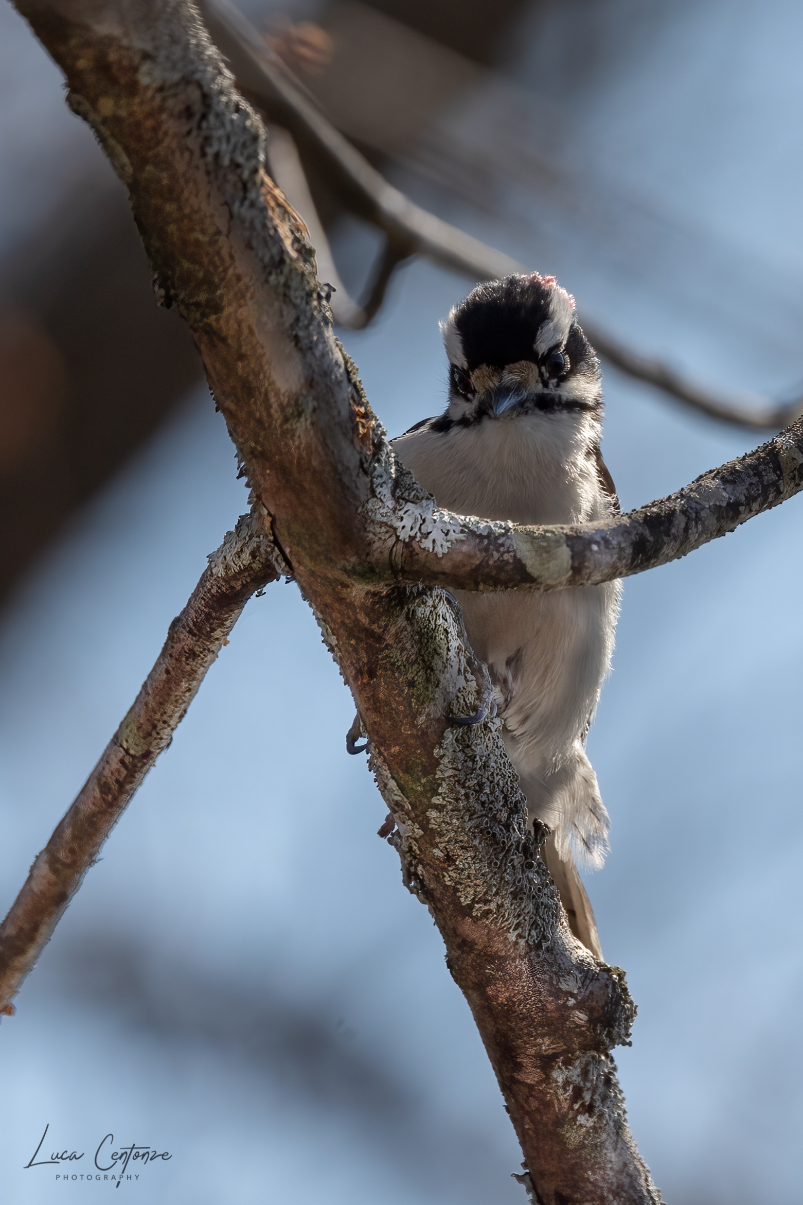 Downy Woodpecker (Dryobates pubescens)