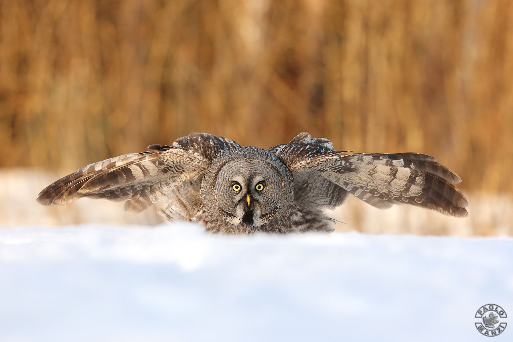 Lapland Owl