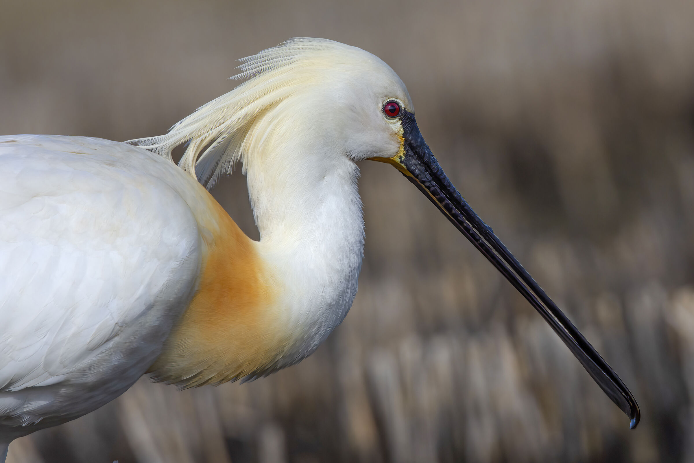 Particolare della spatola in abito