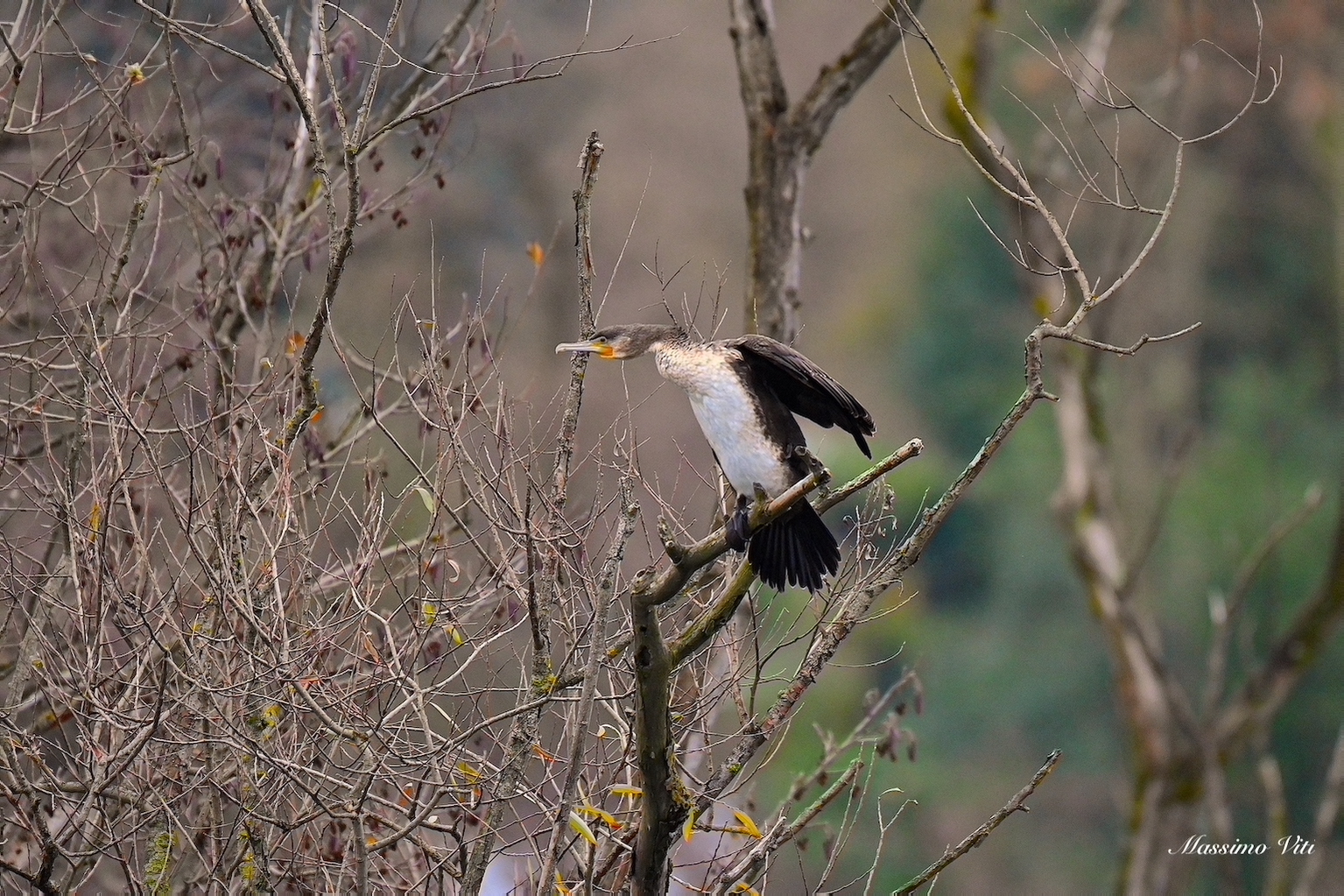 Cormorano ... alquanto nervoso !