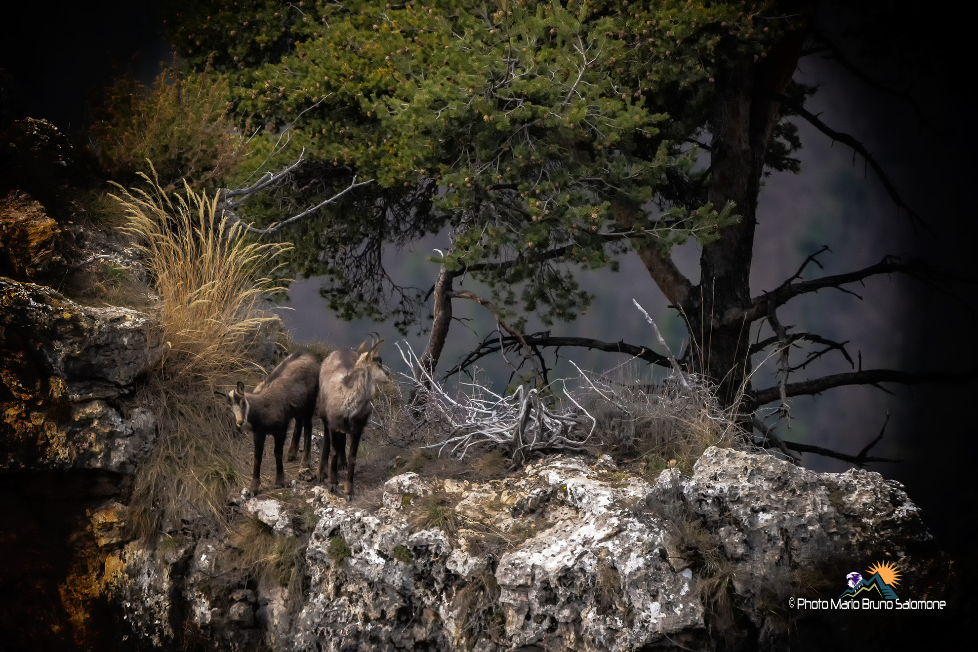 Chiari scuri. Camosci femmina e yaerling